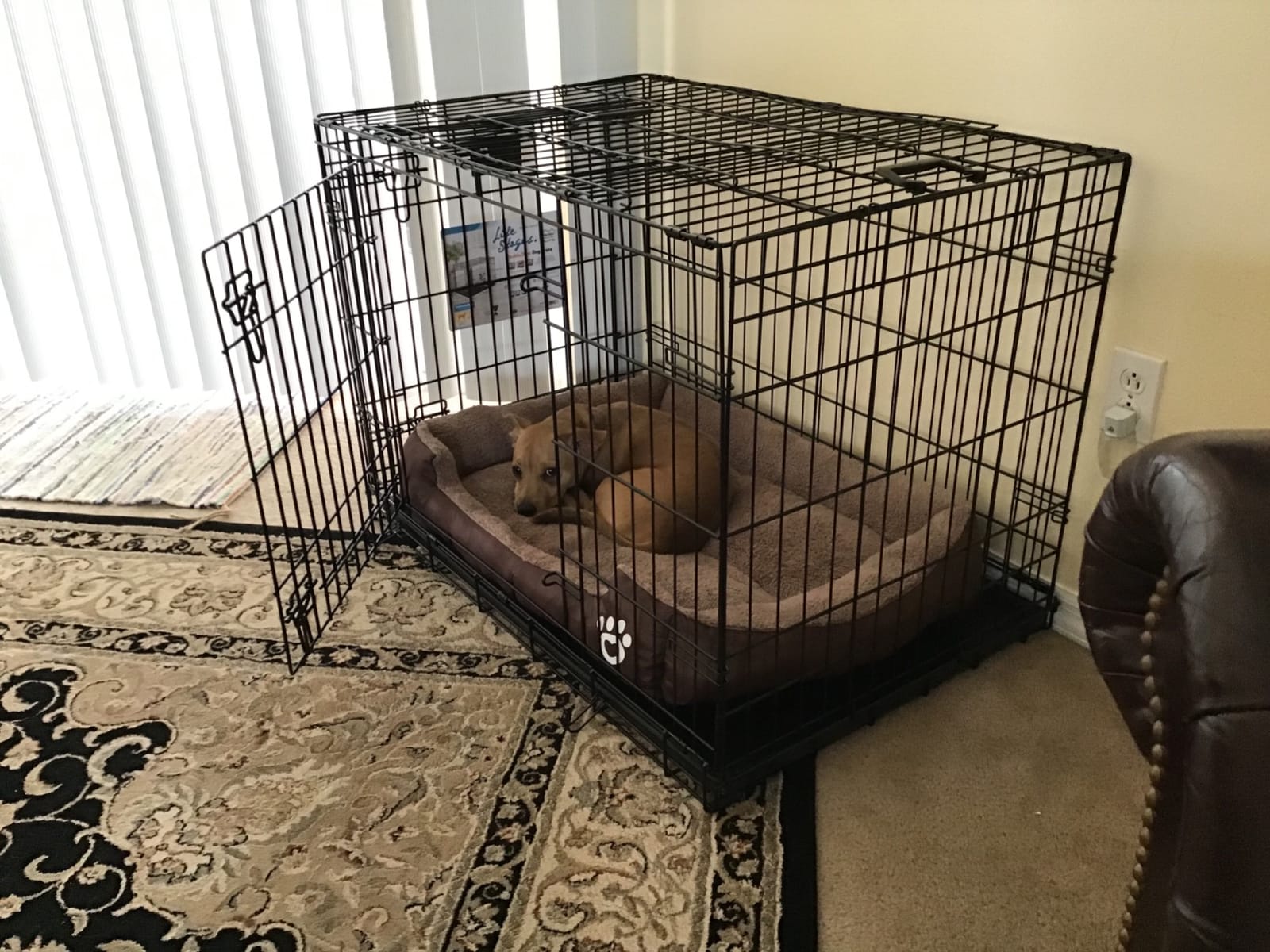 LifeStages by MidWest 48-Inch Double Door Crate, XL Breeds, 90-110 lbs | Folding Dog Crate with Divider Panel, Leak-Proof Tray & Secure Latch, Heavy-Duty & Easy to Assemble customer photo 2