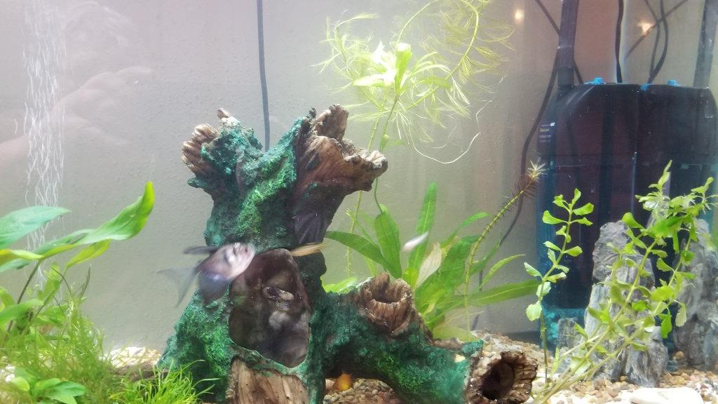 Penn-Plax Cascade 600 Fully Submersible Internal Filter - Provides Physical, Biological, and Chemical Filtration for Aquariums and Turtle Tanks customer photo 1