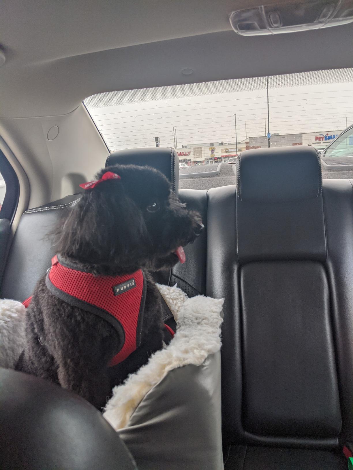 Snoozer Lookout I Car Seat - Dog Car Seats for Small Dogs, Puppy Booster Bed for Small & Medium Sized Pets Up to 25 Lbs, Elevated, Washable - Medium, Black Quilted customer photo 1