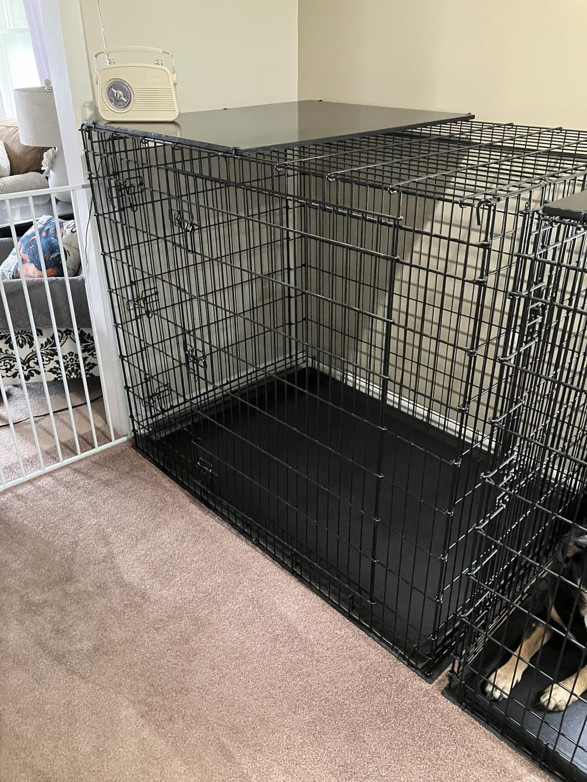 Midwest 36-Inch Double Door iCrate, for Medium-Large Breeds, 41-70 lbs | Folding Dog Crate with Divider Panel, Leak-Proof Tray & Secure Latches, Portable, Durable & Easy to Assemble customer photo 1