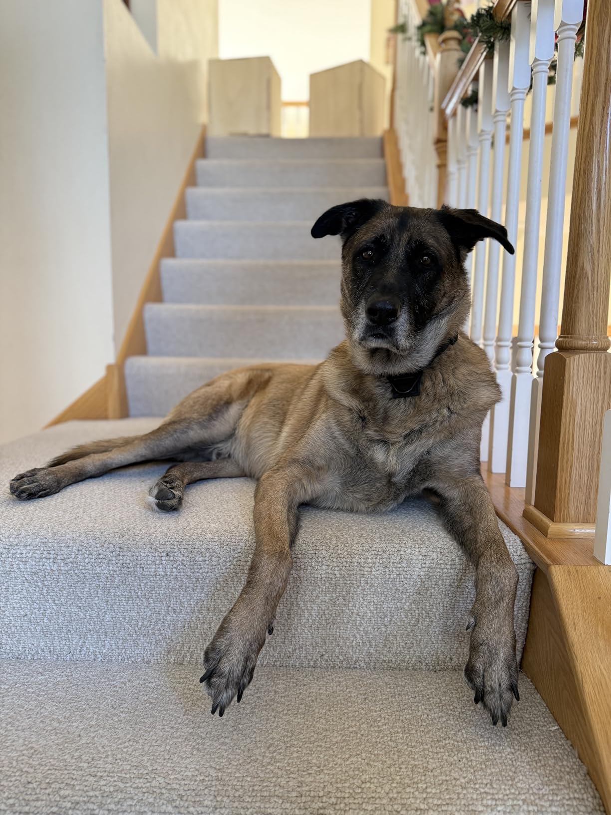 PetSafe Happy Ride Folding Dog Ramp | Extends 62 in, Lightweight Ramp Folds for Storage, High-Traction Surface, Side Rails & Rubber Feet, Supports up to 150 Lb customer photo 1