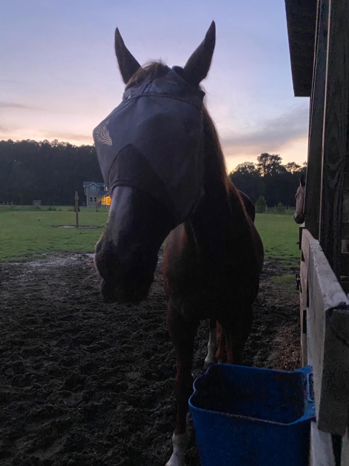 Cashel Crusader Standard Fly Mask No Ears or Nose, Gray, Horse customer photo 2