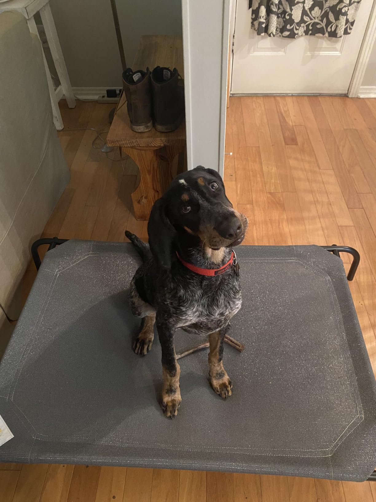 Coolaroo Original Elevated Dog Bed - Breathable Off-The-Ground Pet Bed with Cooling Fabric, Joint Relief & Moisture-Resistant Fabric, 100% Recyclable, Easy Clean, Grey, Medium customer photo 2