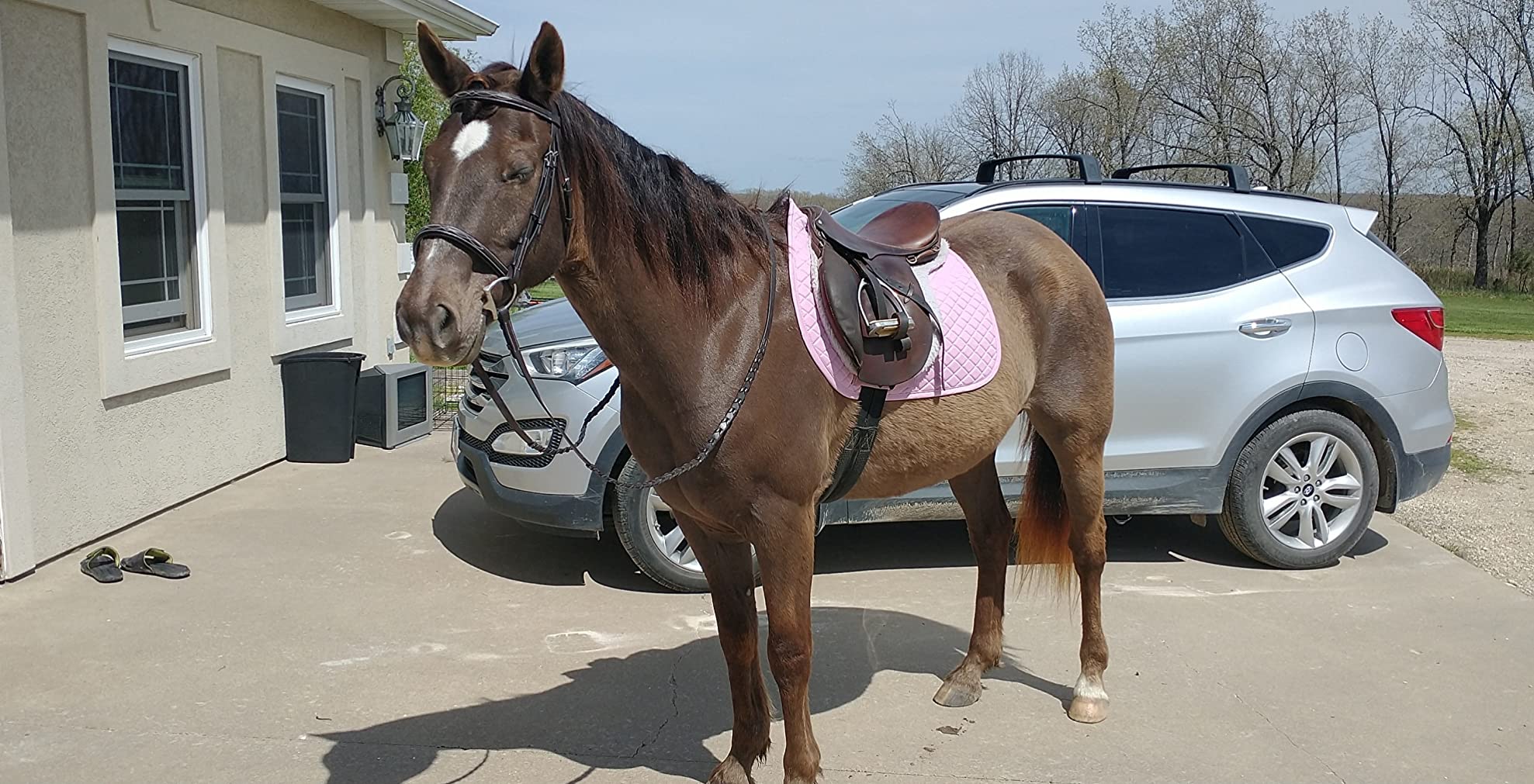 TuffRider Basic All Purpose Horse Riding Saddle Pad customer photo 1