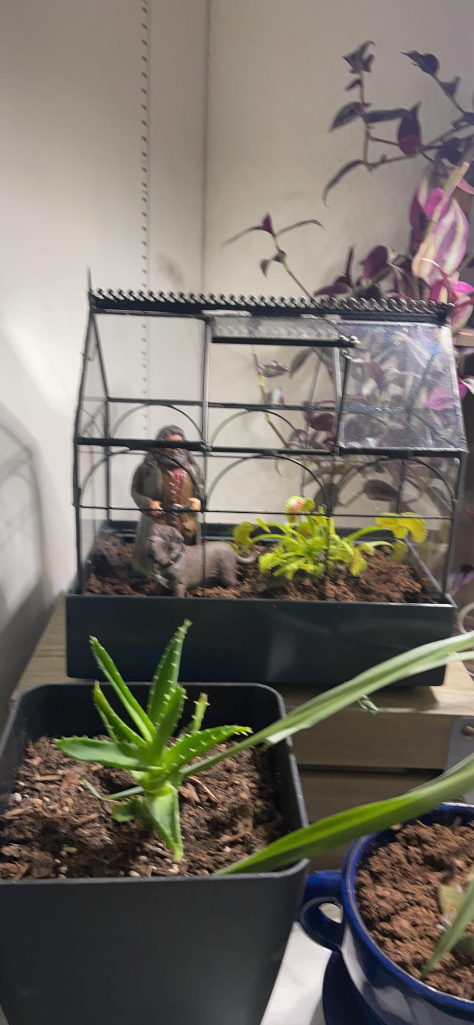 H Potter Glass Terrarium Wardian Case, with Hinged Roof 10.5