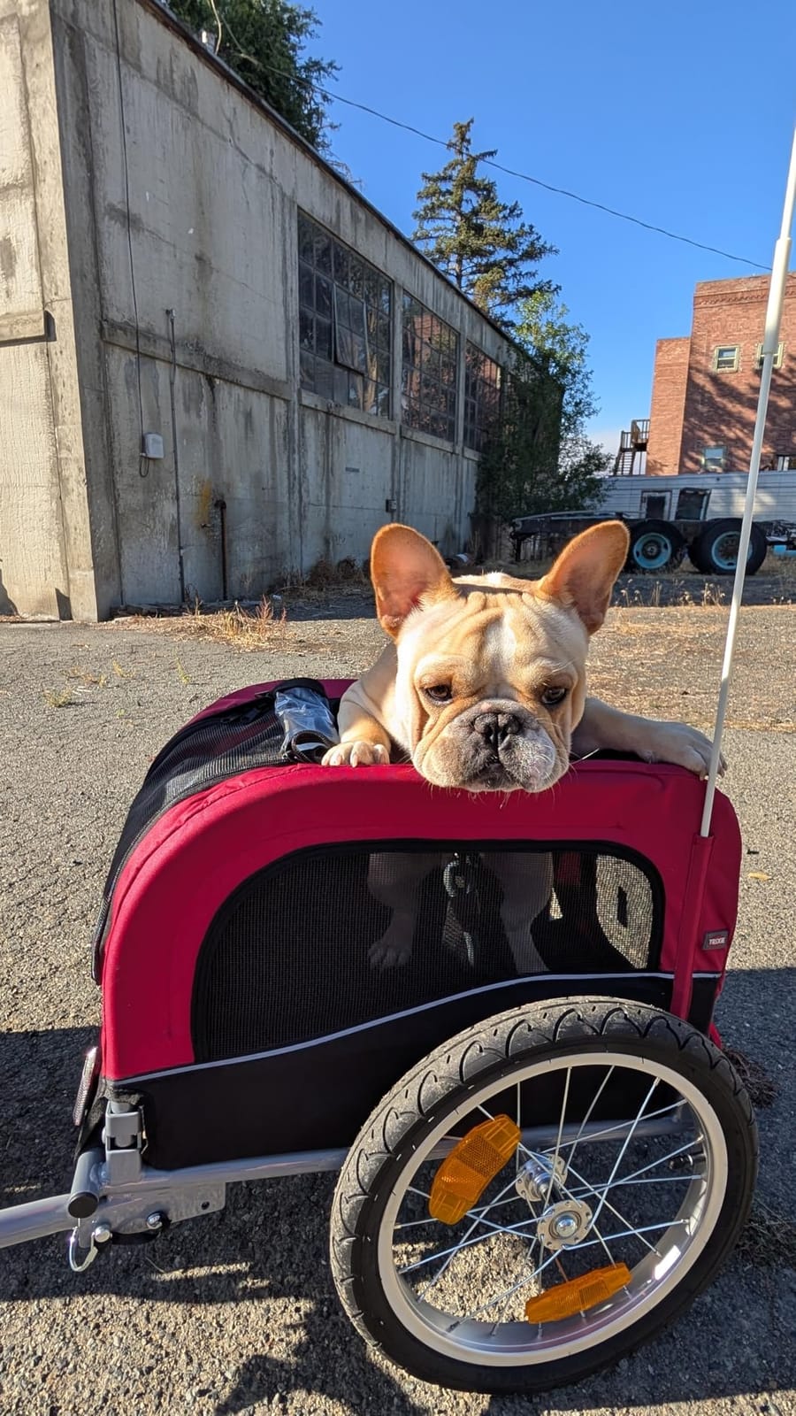 TRIXIE Medium Dog Bike Trailer - Foldable Pet Bicycle Trailer for Dogs up to 48lbs - Features Quick Fastening Wheels, 2 Doors, Safety Leash & Waterproof Carrier customer photo 2
