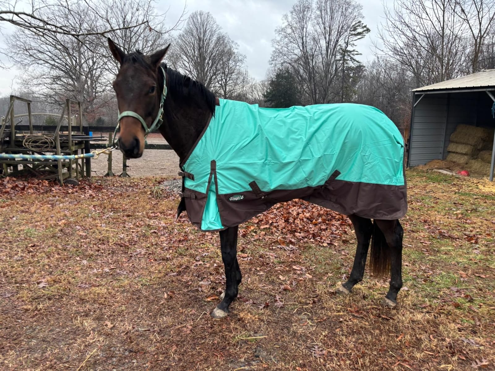 Tough 1 600 Denier Waterproof Horse Sheet customer photo 1