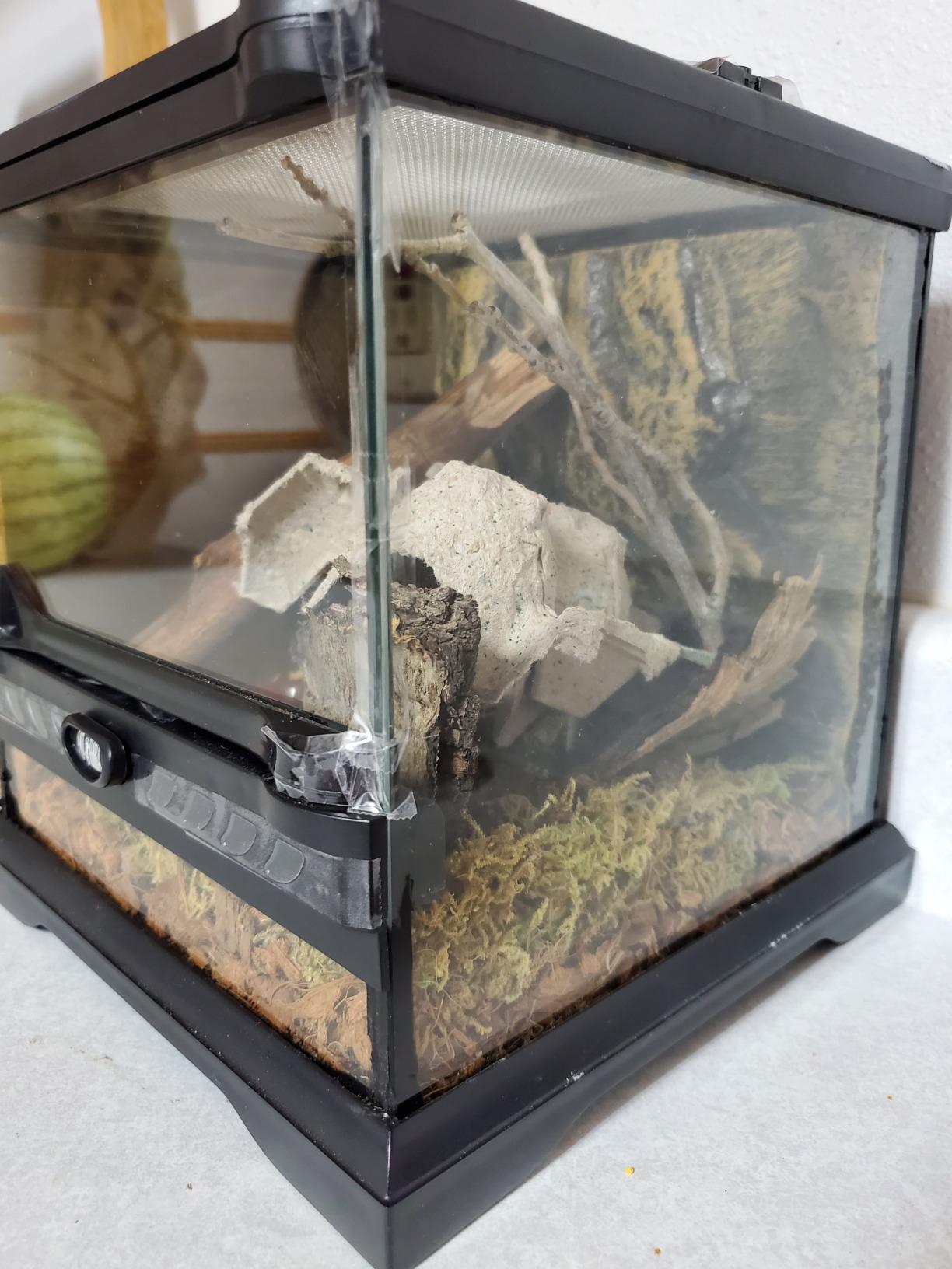 Exo Terra Glass Nano Terrarium Kit, 8 x 8 x 12 Inches | For Reptiles and Amphibians customer photo 2