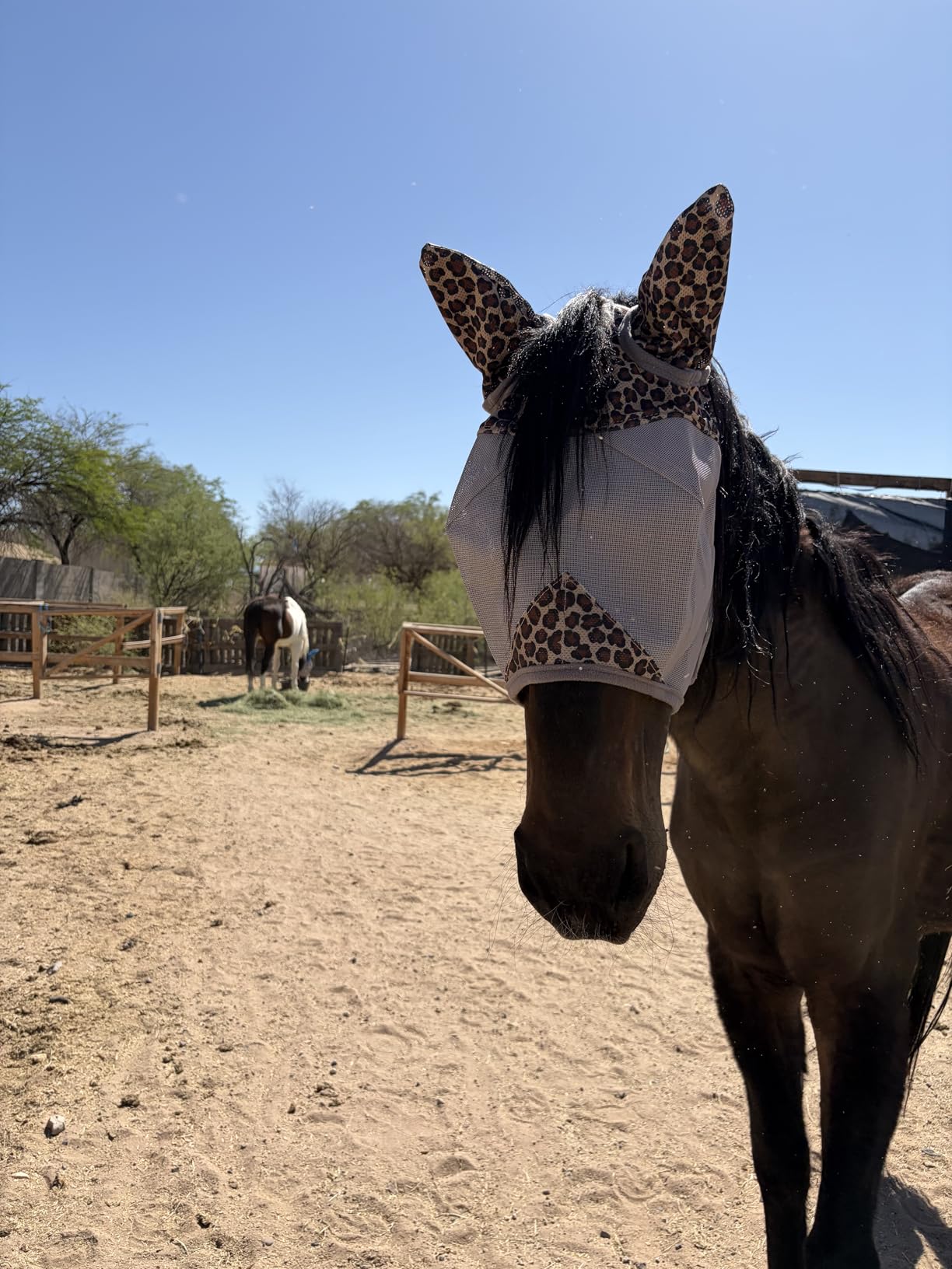 Cashel Crusader Fly Mask, Long Nose with Ears customer photo 1
