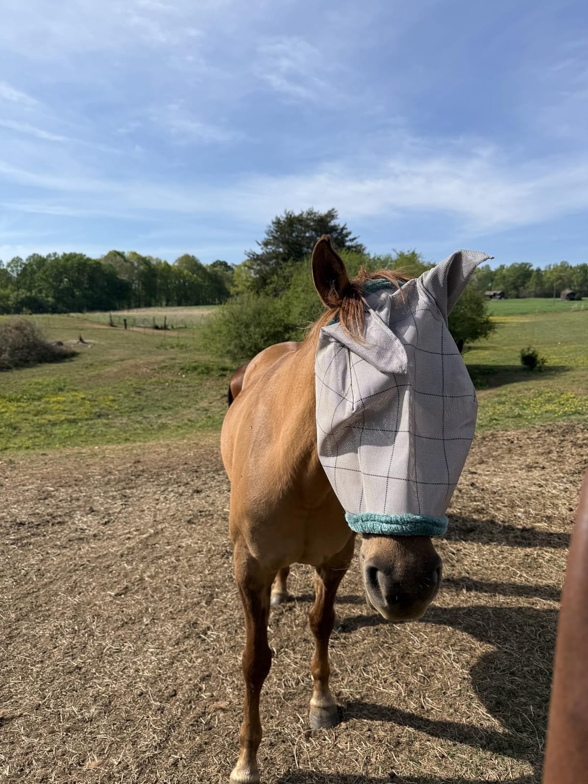 Farnam SuperMask II Horse Fly Mask with Ears, Average Size, Color May Vary | Extended Coverage Equine Fly Protection, Protects Eyes from Insects, Debris & UV, Adjustable Throat Latch, Plush Fleece Trim customer photo 1