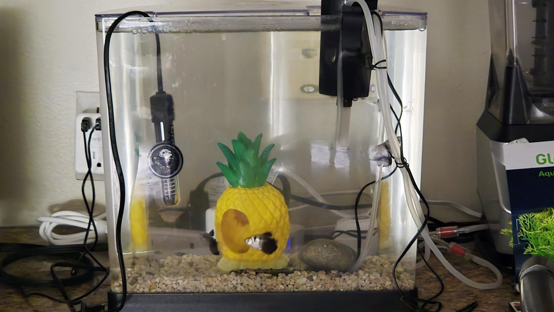 Tetra 3 Gallon Small Fish Tank, Aquarium Starter Kit, with Filter, Air pump, & Color Changing Light, Half Moon shape, for Gold Fish & Betta customer photo 1