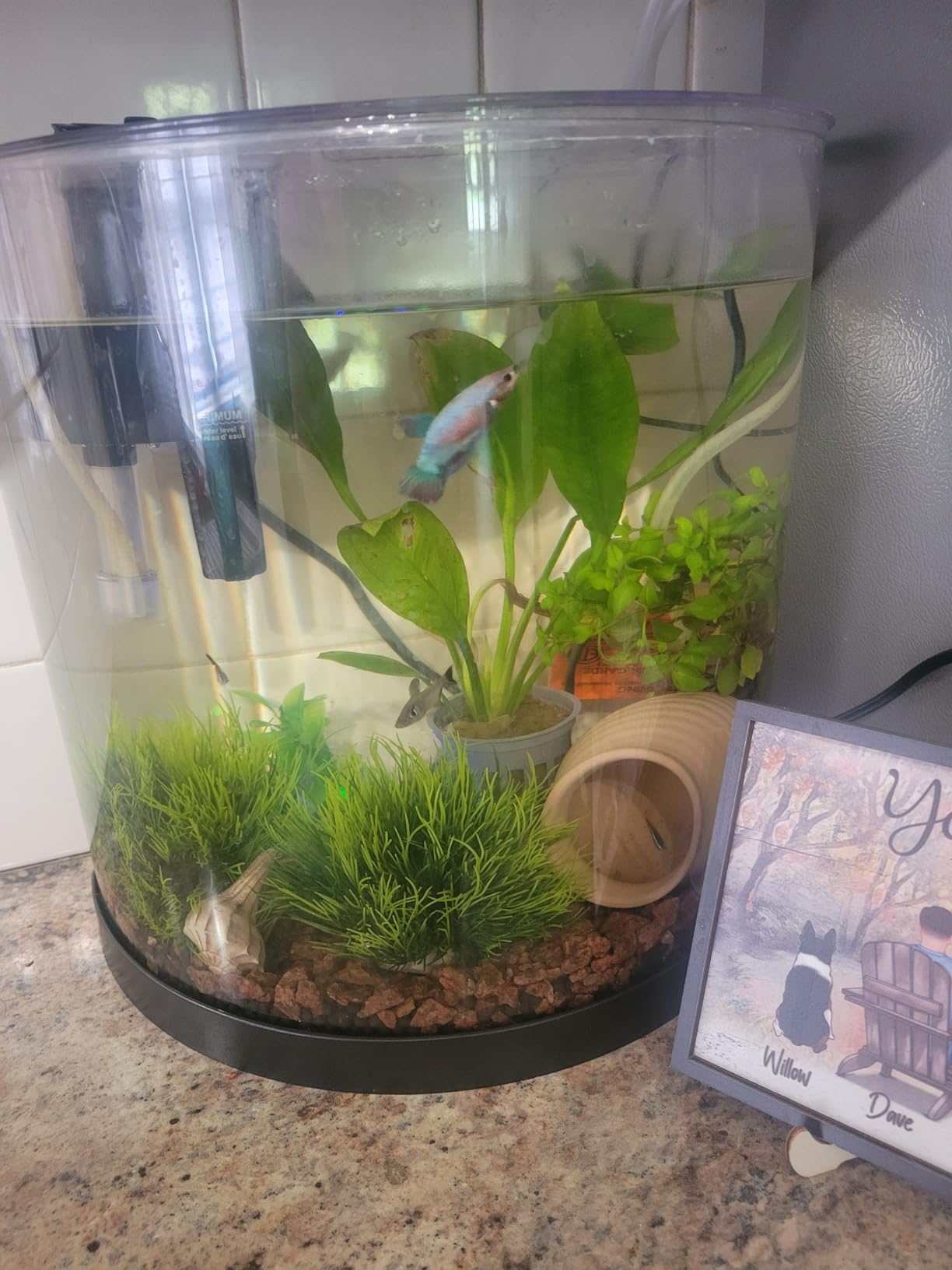 Tetra 3 Gallon Small Fish Tank, Aquarium Starter Kit, with Filter, Air pump, & Color Changing Light, Half Moon shape, for Gold Fish & Betta customer photo 2