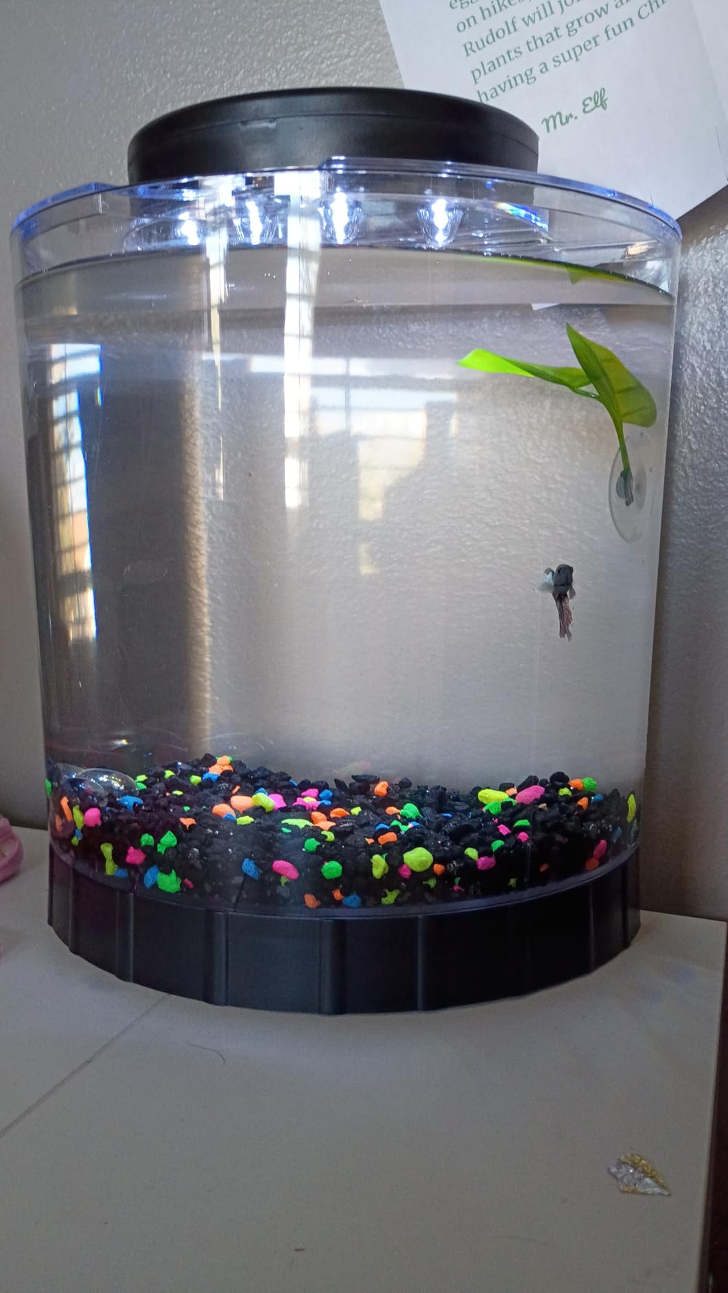 Tetra LED Half Moon 1.1 Gallon Fish Tank Kit for Betta Fish | Aquarium Kit Includes Moveable LED Light and 1.1 Gallon Acrylic Tank With Feeding Hole, Ideal for Beginners customer photo 2