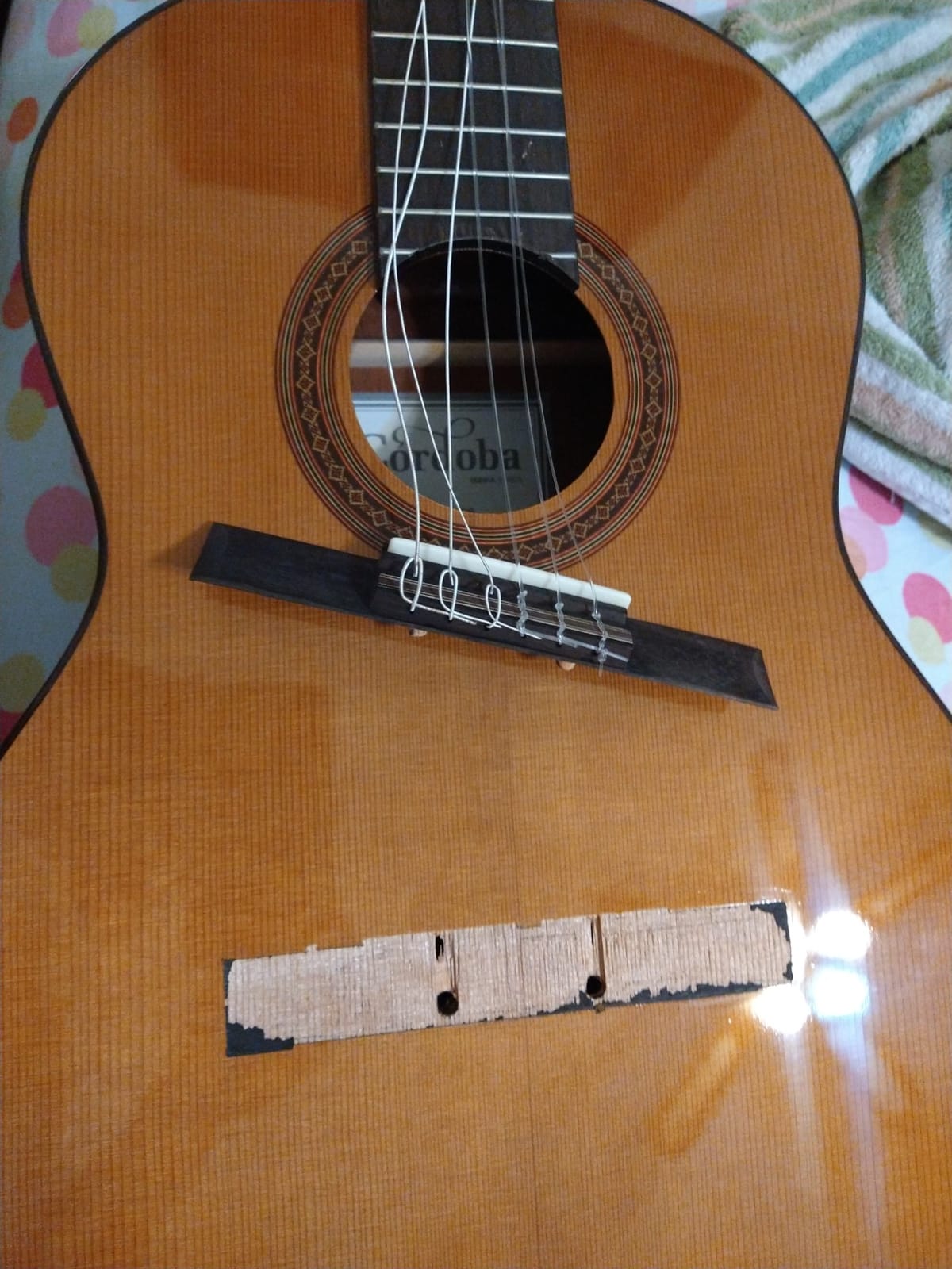 Cordoba Dolce 7/8 Nylon String Acoustic Guitar customer photo 1