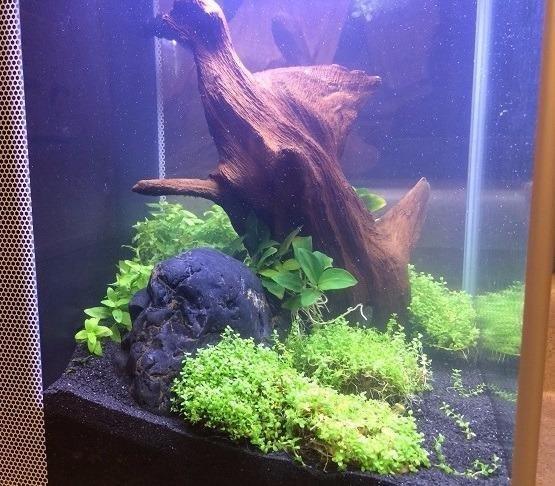 SPEC Aquarium Kit, 5-Gallon | Aquarium with LED Lighting and 3-Stage Filtration System customer photo 1