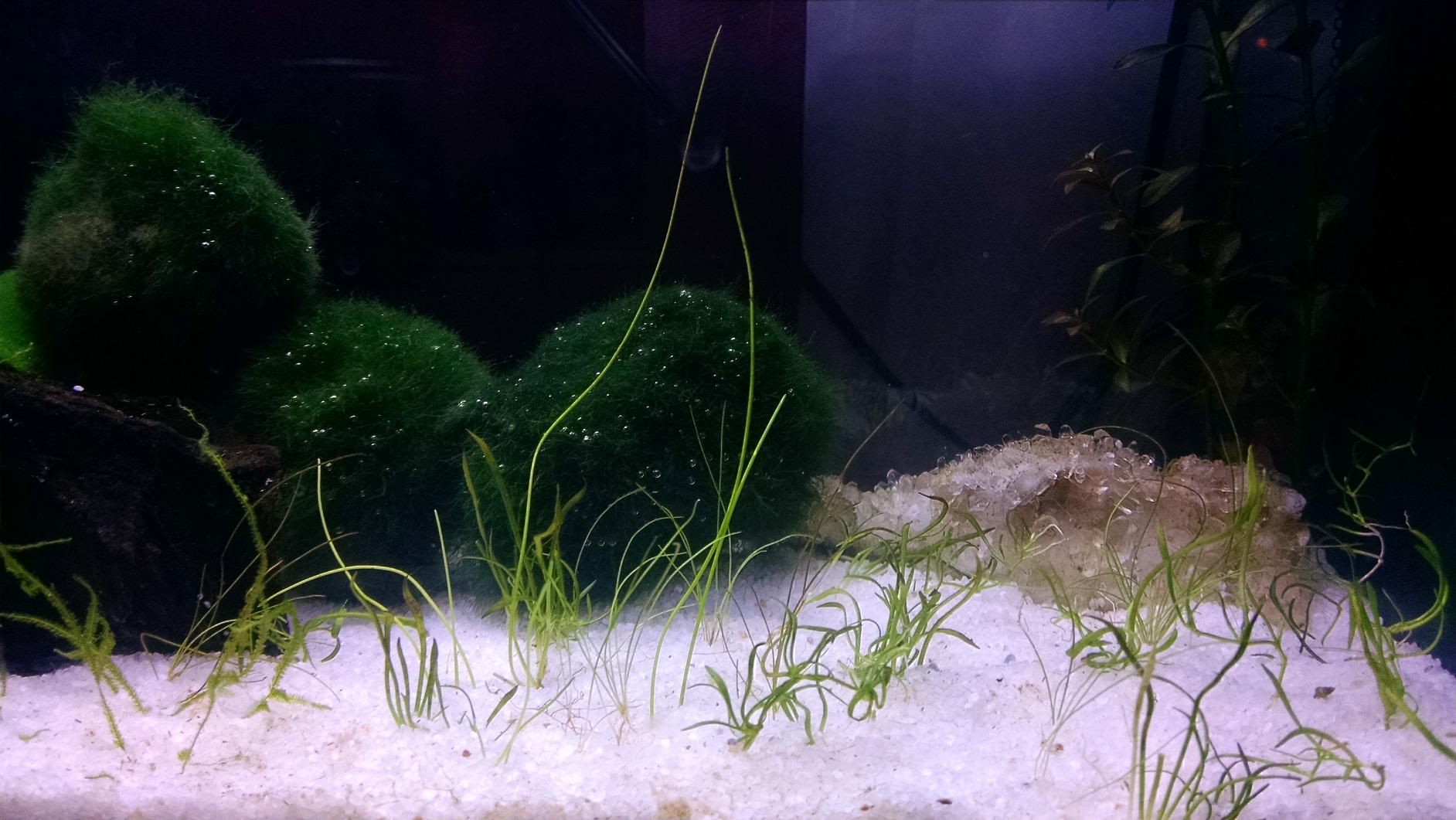 SPEC Aquarium Kit, 5-Gallon | Aquarium with LED Lighting and 3-Stage Filtration System customer photo 2