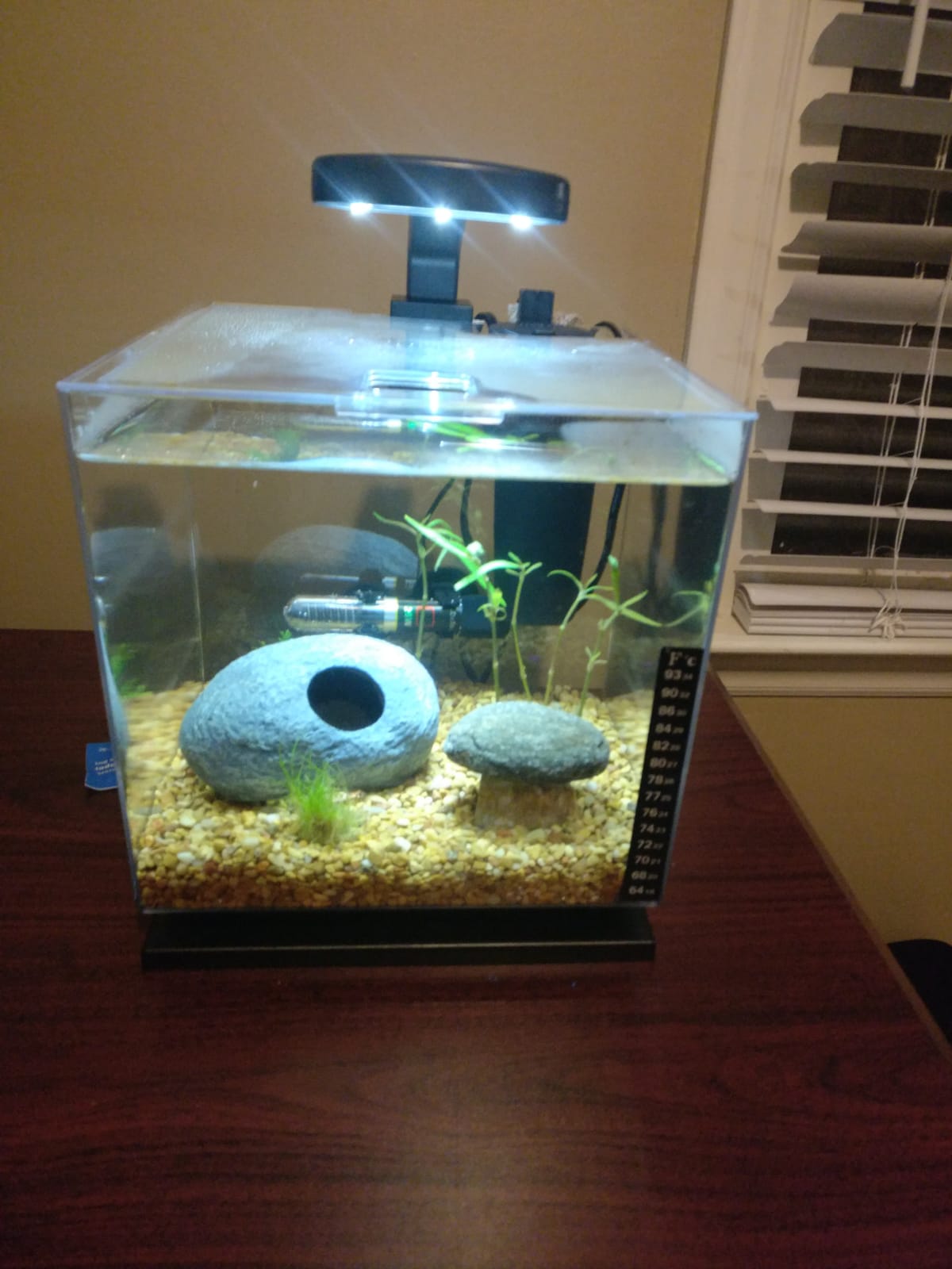 Tetra 3 Gallon Fish Tank, Aquarium Starter Kit with Pedestal Base, LED Light and Filter, For small tropical fish, guppies, goldfish, or betta customer photo 2
