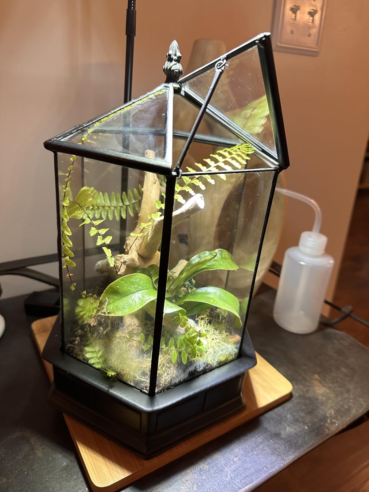 H Potter Six-Sided Glass Terrarium Wardian Case Succulent Planter | Hinged Roof, Indoor Plant Display, Resin Base, Decorative Tabletop customer photo 1