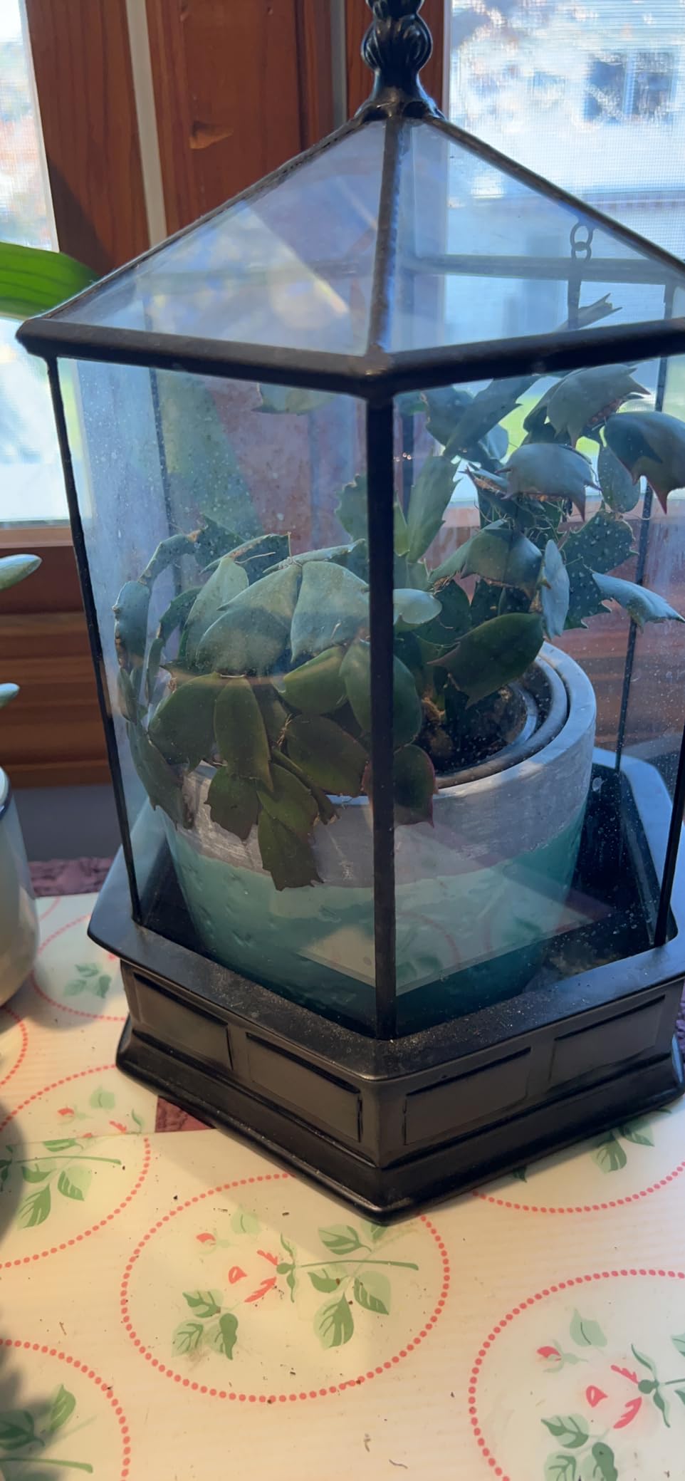 H Potter Six-Sided Glass Terrarium Wardian Case Succulent Planter | Hinged Roof, Indoor Plant Display, Resin Base, Decorative Tabletop customer photo 2