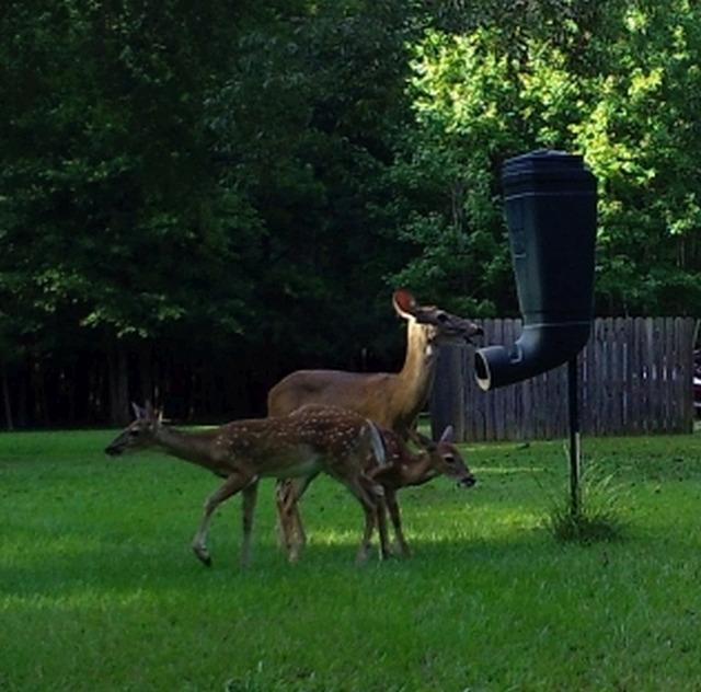 REDNEK Redneck Outdoors T-Post Gravity Feeder customer photo 2
