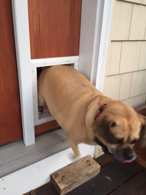 Power Pet Automatic Electronic Pet Door by High Tech Pet - Pet Operated Dog Door, High Security, Air Tight, for Medium Dogs up to 30 lbs. (8¼