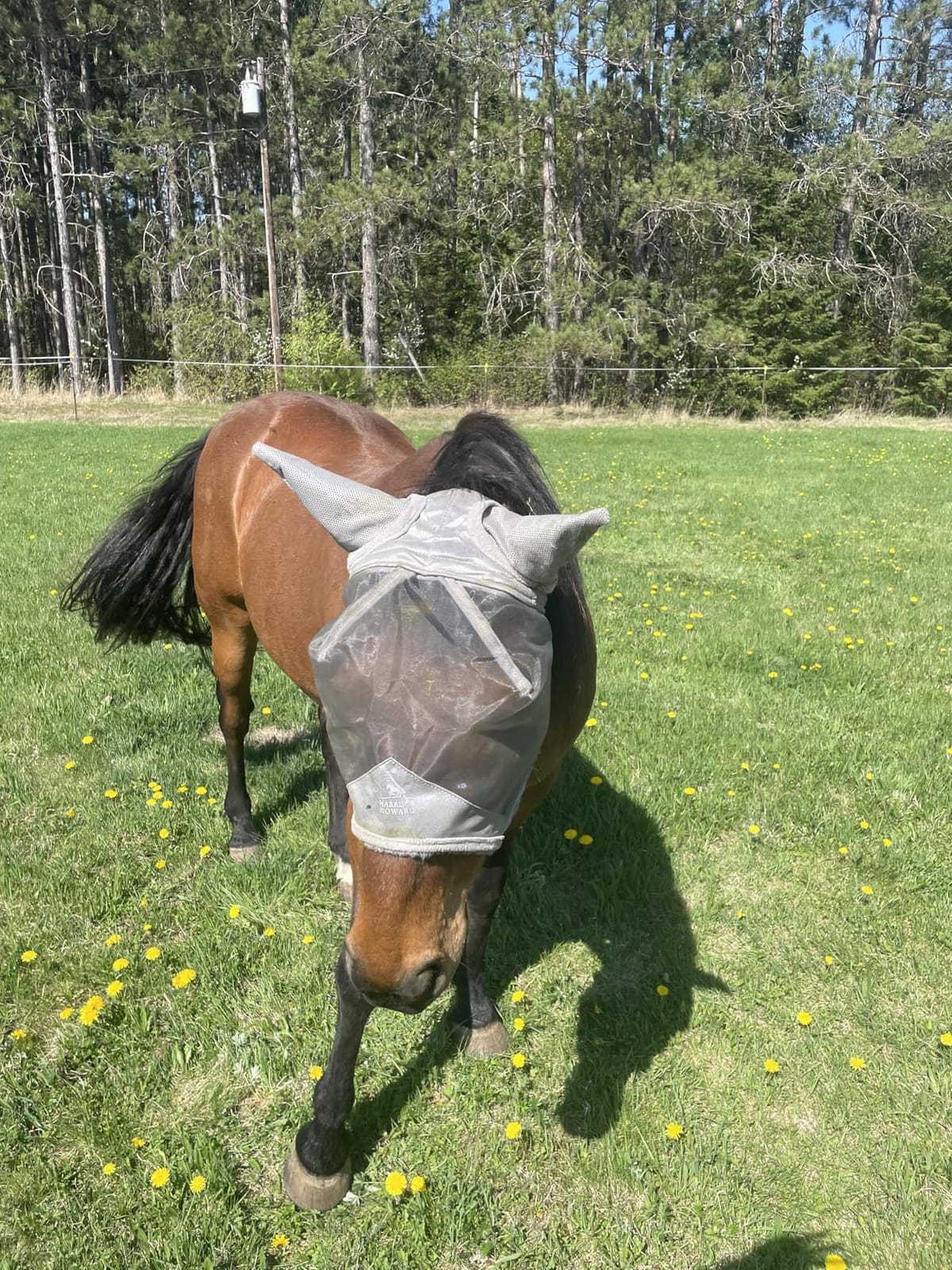 Harrison Howard CareMaster Horse Fly Mask Large Eye Space Half Face with Ears Moonlight Silver Large Full Size customer photo 1