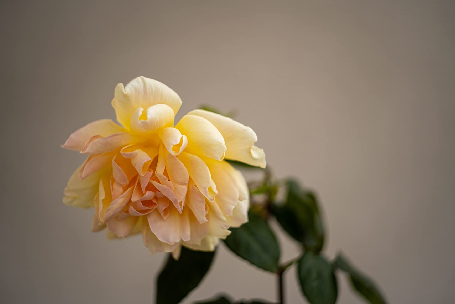 Helios 44M-4 58mm F2 Russian Lens M42 Mount customer photo 1