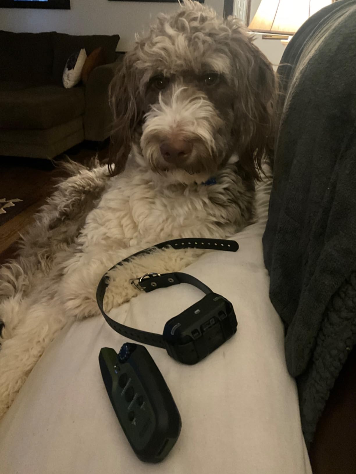 Garmin Sport PRO Bundle, Dog Training Collar and Handheld, 1-Handed Training of Up to 3 Dogs, Tone and Vibration | One-handed control, supports up to three dogs, tone and vibration customer photo 1