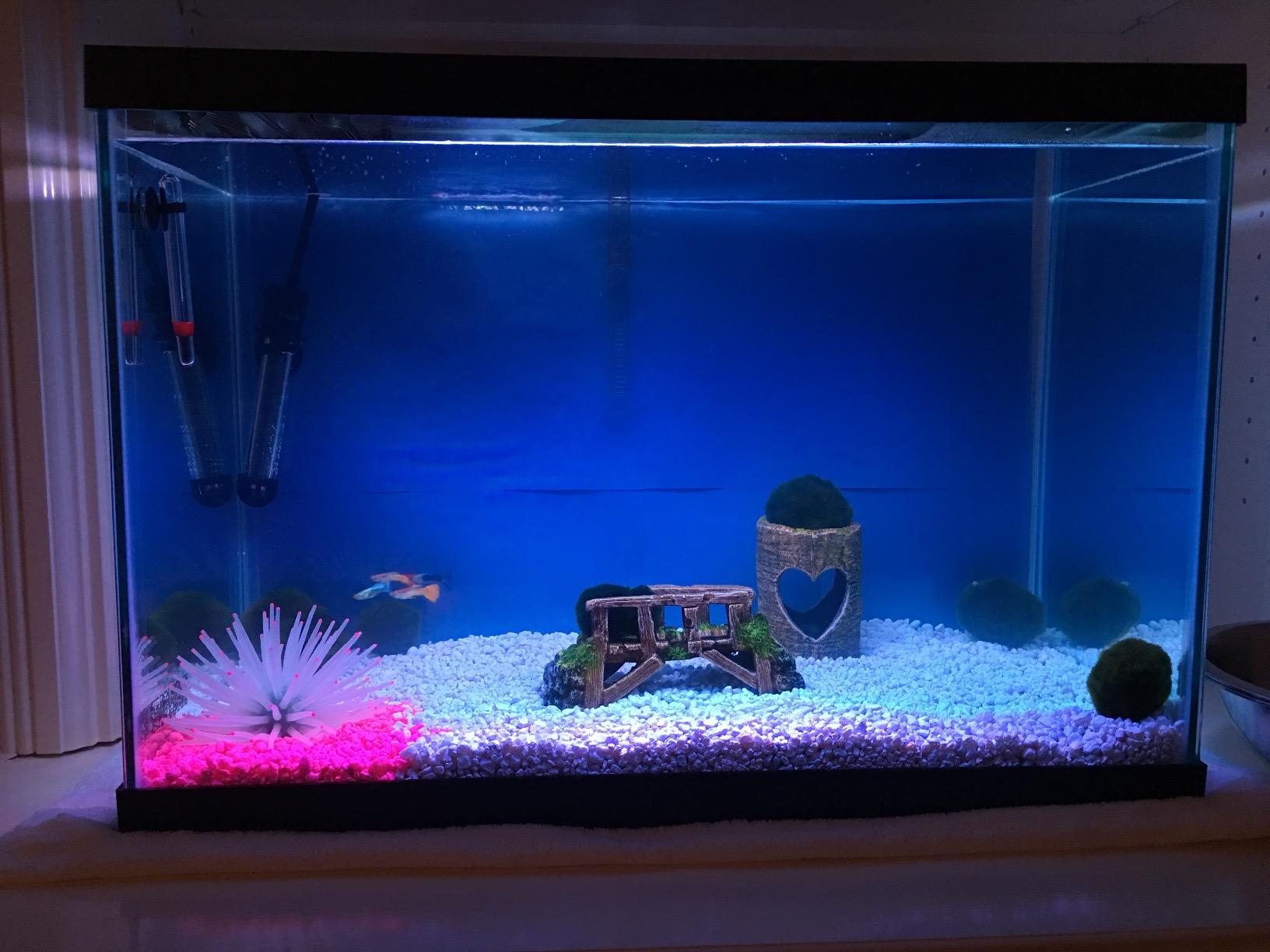 Tetra 20 Gallon Complete Tropical Fish Tank Kit customer photo 1
