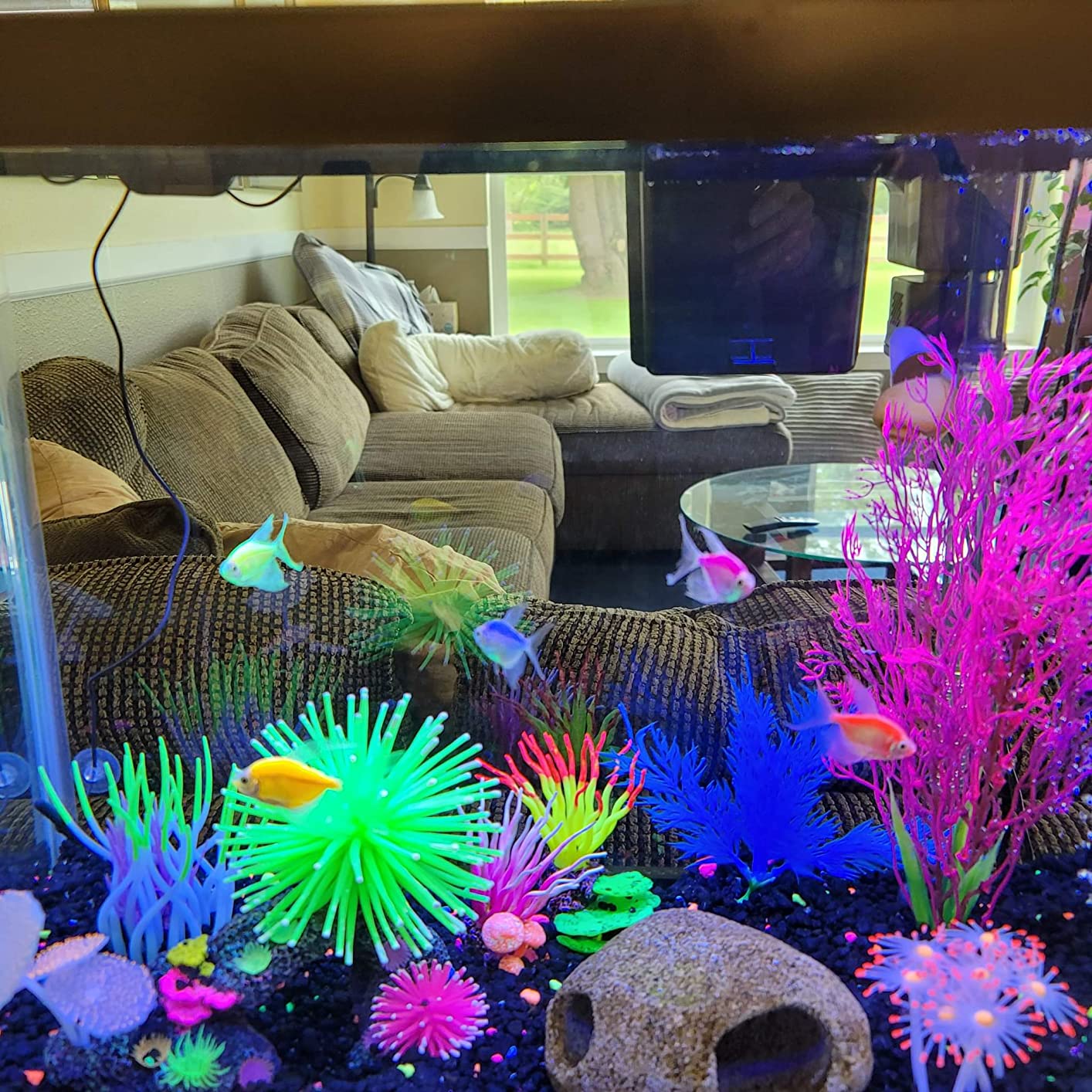 Tetra 20 Gallon Complete Tropical Fish Tank Kit customer photo 2
