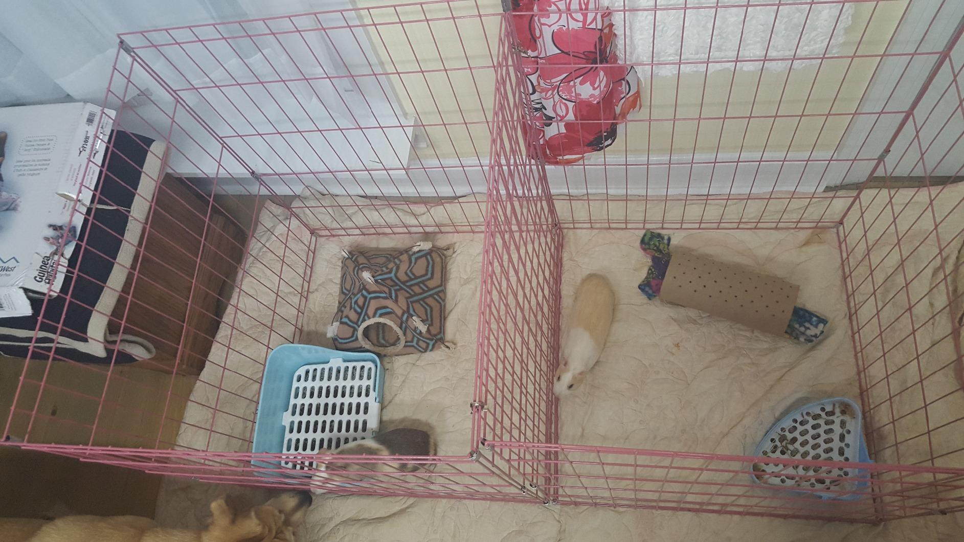 BestPet Foldable Dog Playpen, 24 Inch 8 Panels, Metal Pet Exercise Pen, Indoor Outdoor Portable Dog Fence with Door, Removable, Rust-Resistant Secure Pet Kennel, Easy to Assemble customer photo 2