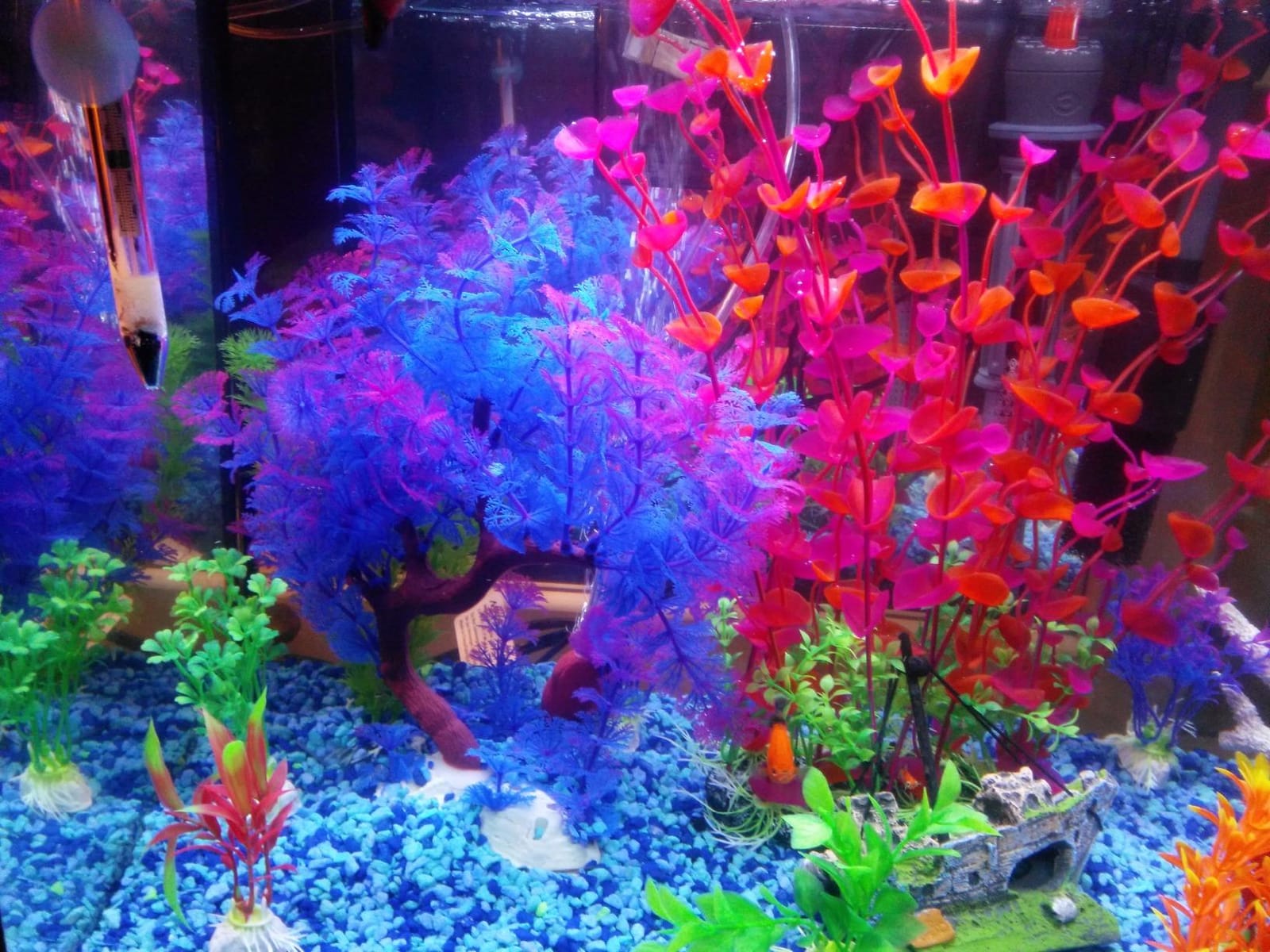 Marina 5 Gallon (19 L) LED Aquarium Kit | Ideal for Beginner Aquarists and New Fish-Keepers customer photo 1