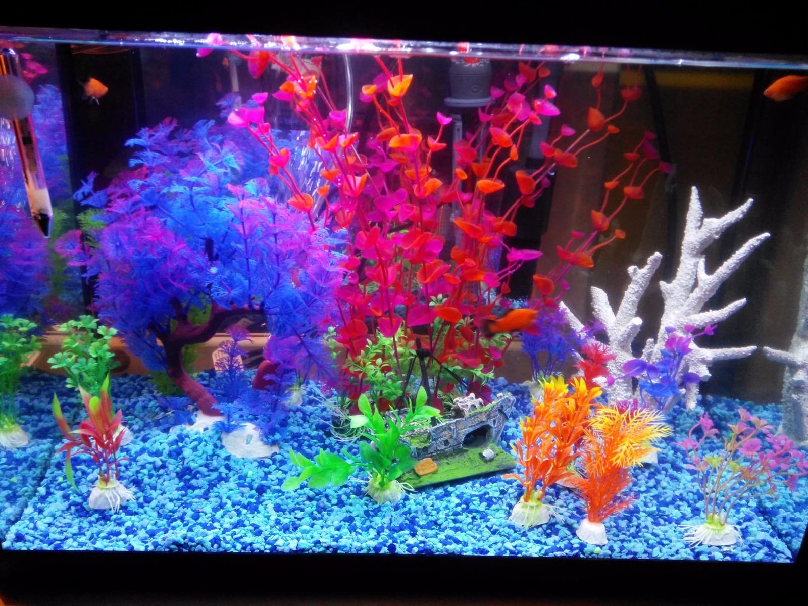 Marina 5 Gallon (19 L) LED Aquarium Kit | Ideal for Beginner Aquarists and New Fish-Keepers customer photo 2