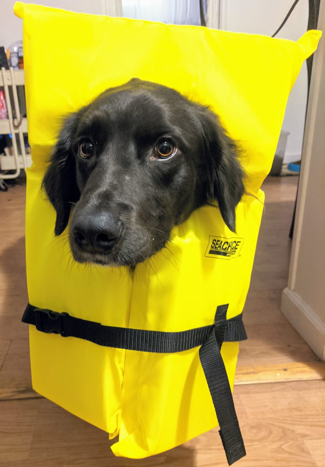 Seachoice Life Vest, Type II customer photo 1