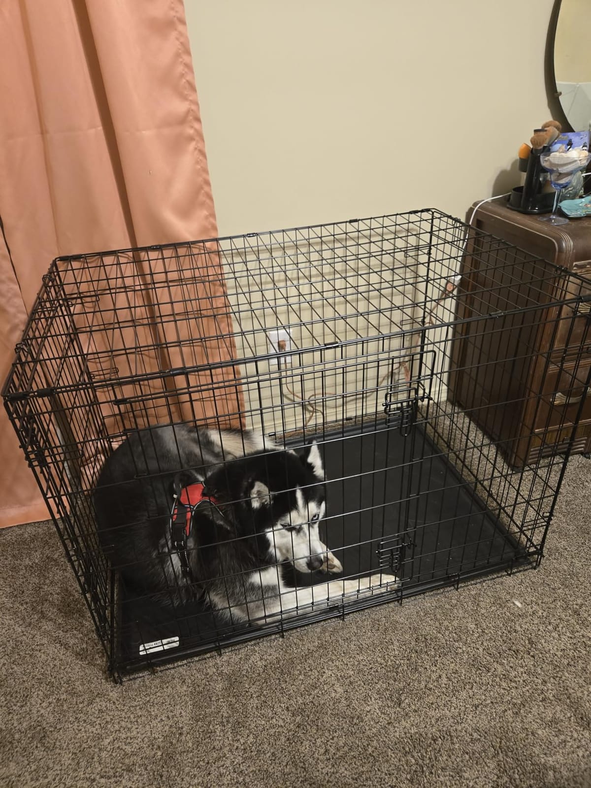 New World by Midwest 42-Inch Single Door Crate, for Large Breeds, 71-90 lbs | Folding Dog Crate, Leak-Proof Tray & Secure Latch, Portable, Durable & Easy to Assemble customer photo 1