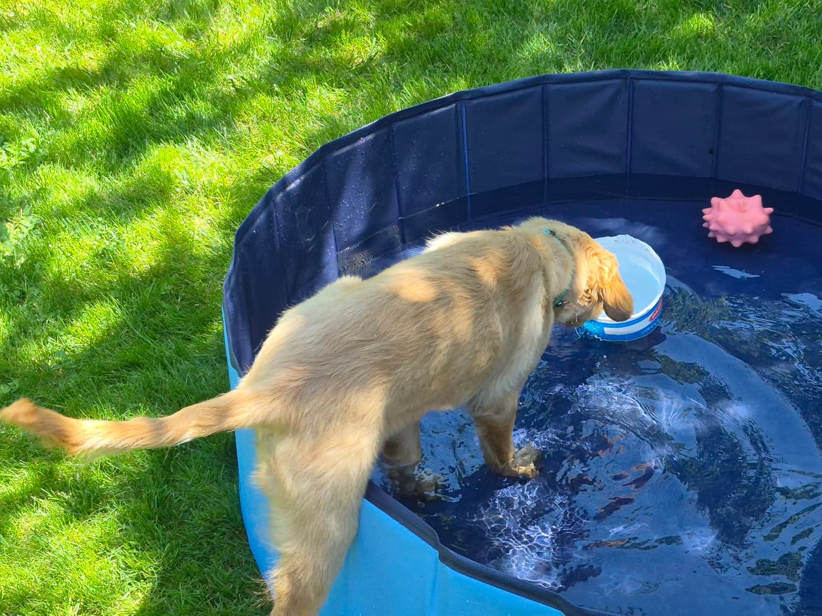 Jasonwell Foldable Dog Pet Bath Pool Collapsible Dog Pet Pool Bathing Tub Kiddie Pool Doggie Wading Pool for Puppy Small Medium Large Dogs Cats and Kids 32