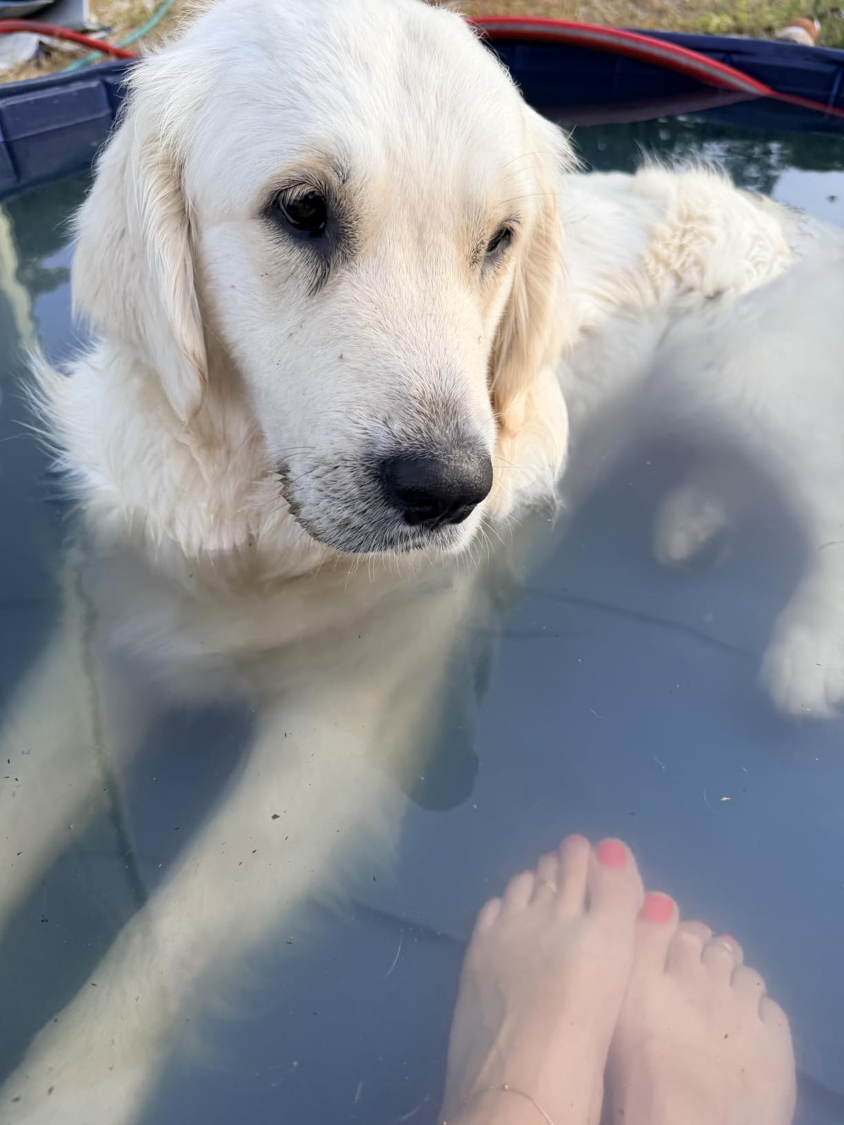 Jasonwell Foldable Dog Pet Bath Pool Collapsible Dog Pet Pool Bathing Tub Kiddie Pool Doggie Wading Pool for Puppy Small Medium Large Dogs Cats and Kids 32