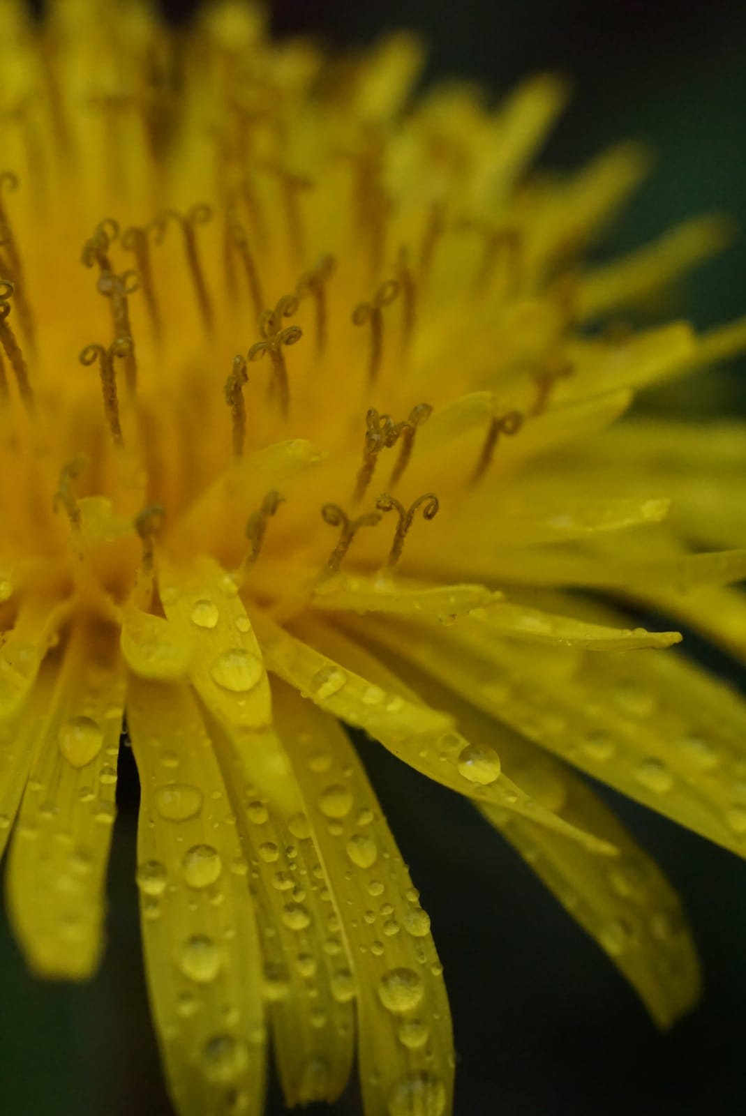 Sony SEL50M28 FE 50mm F2.8 Full Frame E-mount Lens, 1:1 Macro with f/2.8 aperture customer photo 2