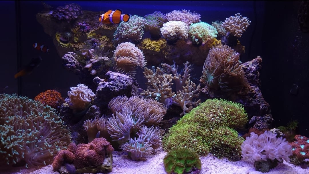 Fluval Evo XII Saltwater Aquarium Kit, 13.5 Gal. | Saltwater Fish Tank with Reef-Capable LED, Efficient 3-Stage Filtration and Seamlessly Integrated Hardware customer photo 2