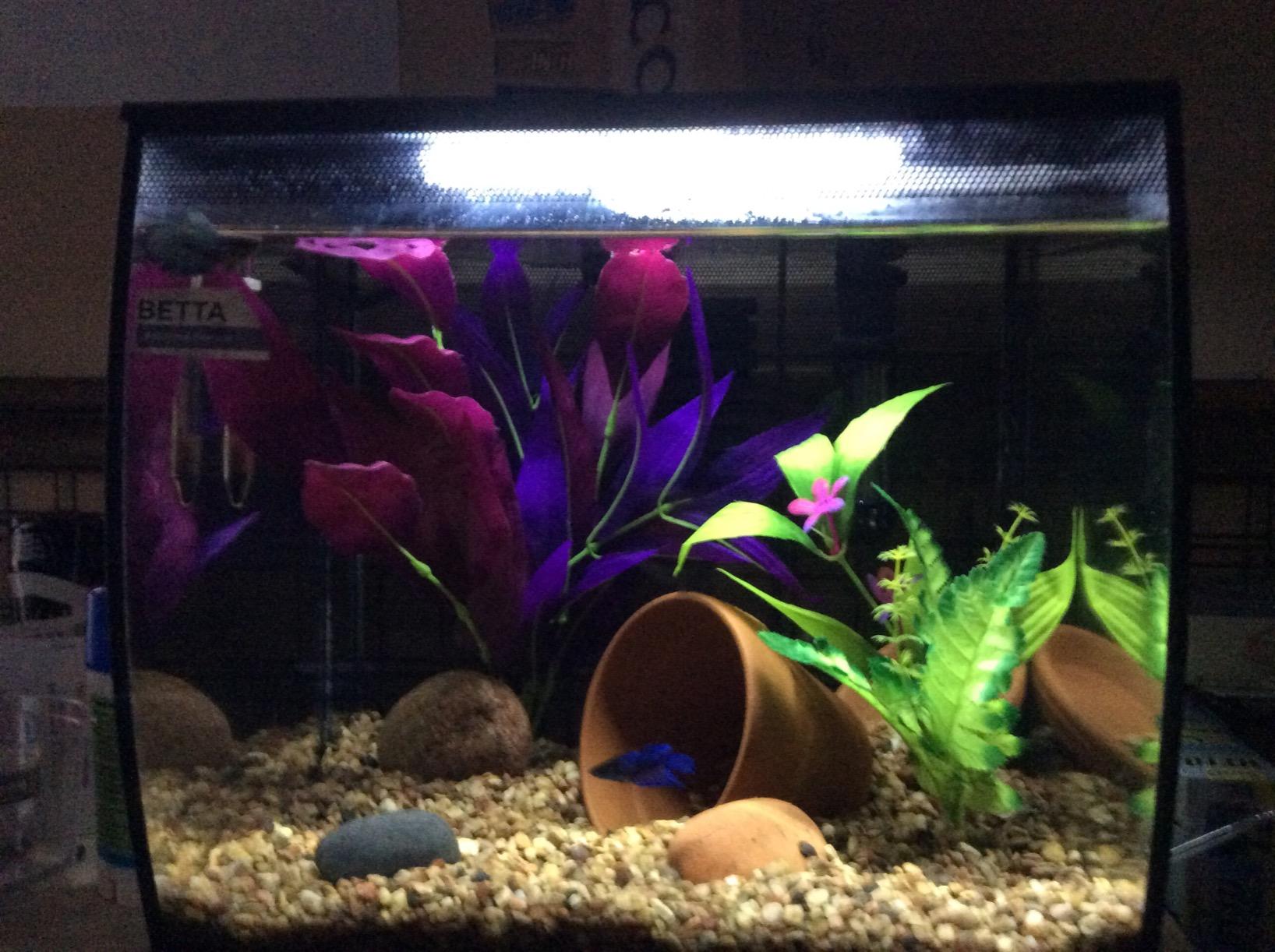 Fluval Flex 9 Gallon Glass Aquarium Kit, Black customer photo 1