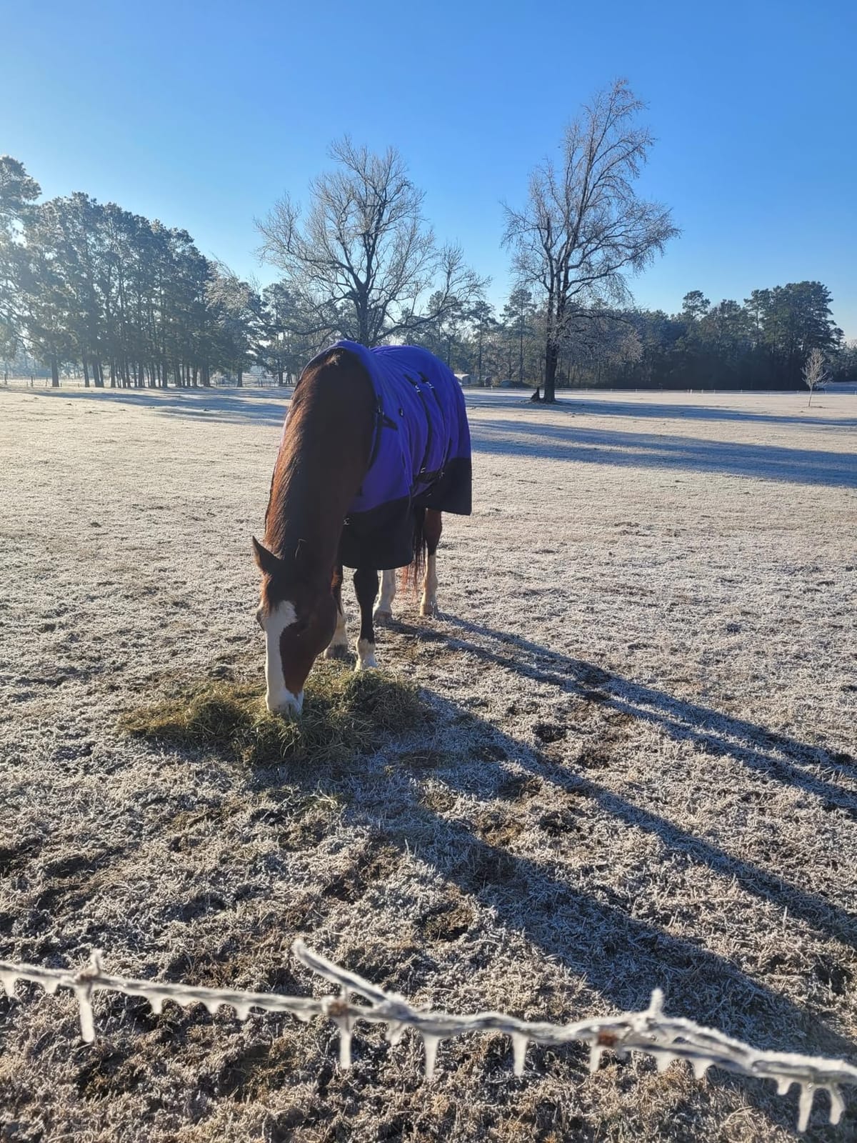 HILASON 1200D Winter Waterproof Poly Horse Turnout Blanket Belly Wrap Purple | 75 in customer photo 1