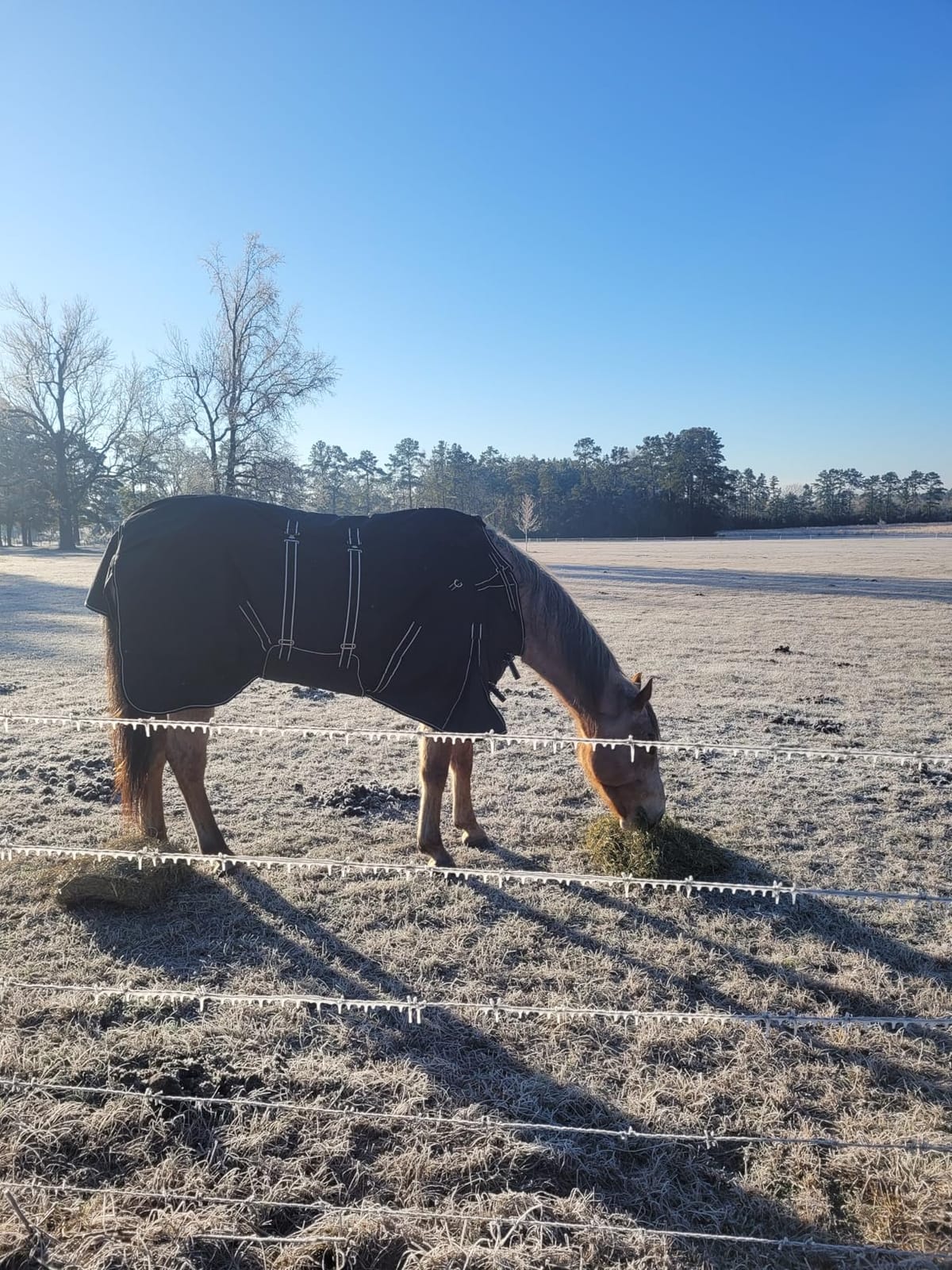 HILASON 1200D Winter Waterproof Poly Horse Turnout Blanket Belly Wrap Purple | 75 in customer photo 2