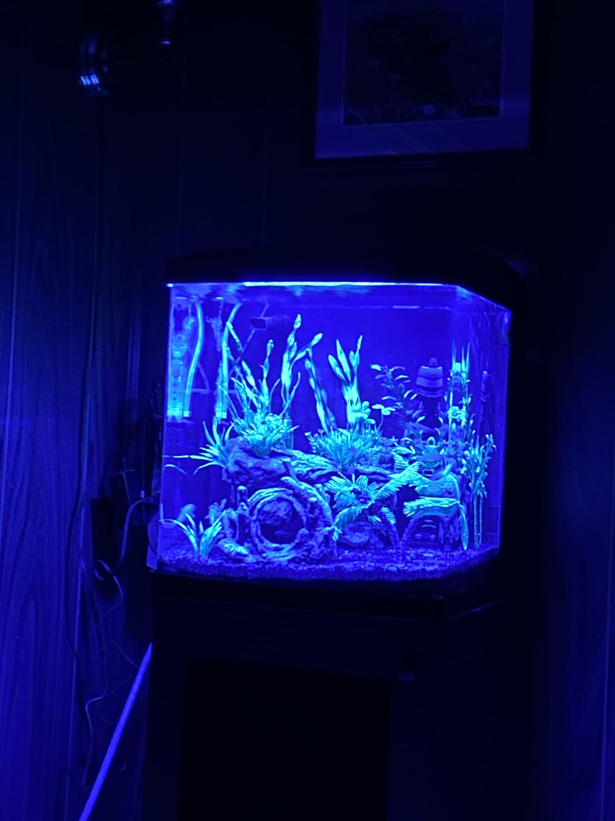 Coralife LED Biocube Aquarium Starter Kit, 16 Gallon Tank for Beginners | Start a reef tank. Cube aquarium with LED hood. Fish tank with filter, pump, 24-hour timer customer photo 2