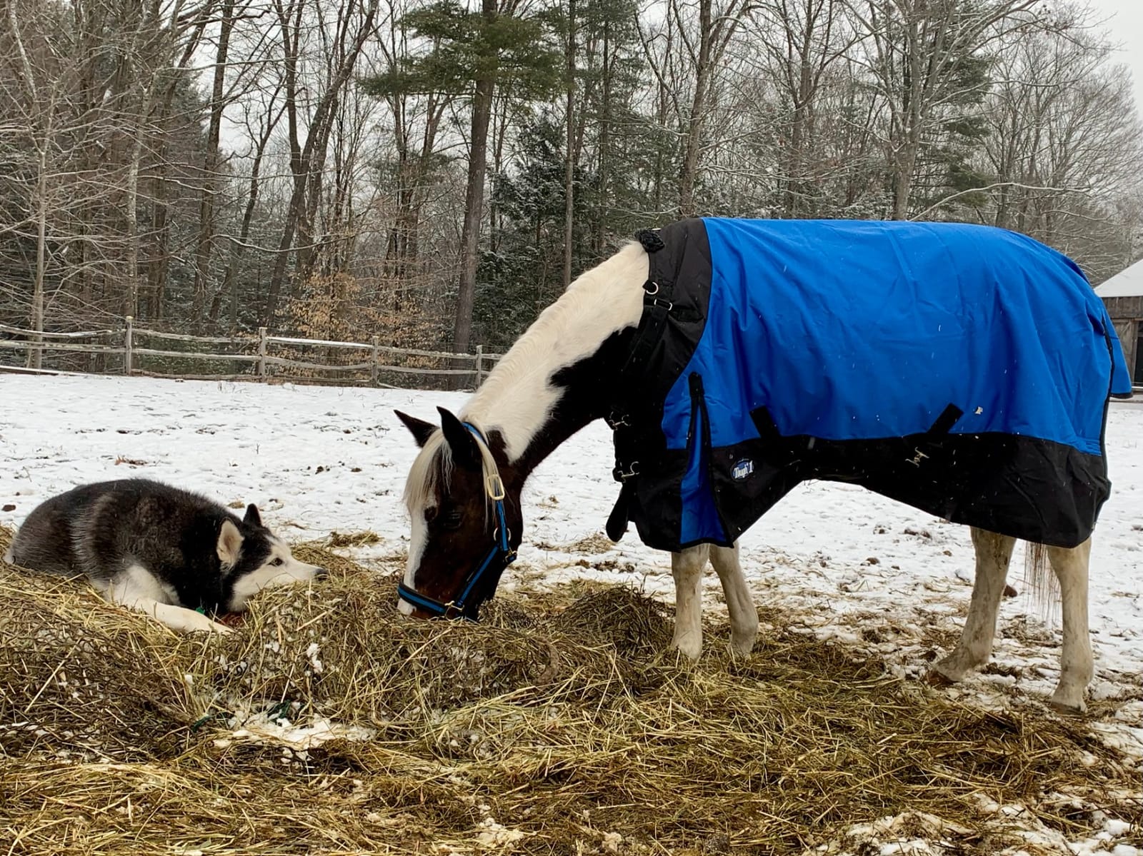 TOUGH1 1200D Turnout Blanket with SNUGGIT, 300-G, SEA Glass, 69-in customer photo 1