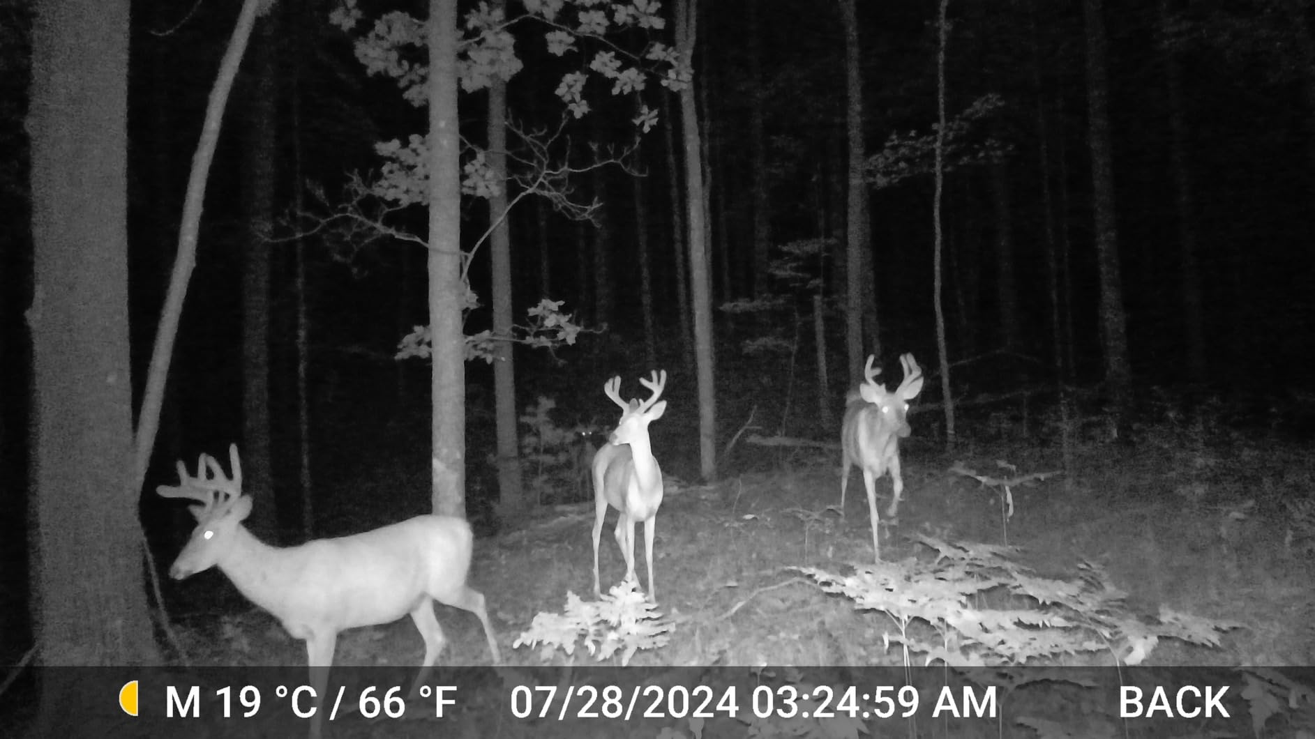 BLAZEVIDEO 2-Pack Trail Camera 64MP 1296P Video, 940nm No-Glow Night Vision, 70° Focused PIR Detection (Fewer False Alerts), 0.3s Trigger Motion Activated IP66 Waterproof Game Cam for Wildlife & Yard customer photo 1