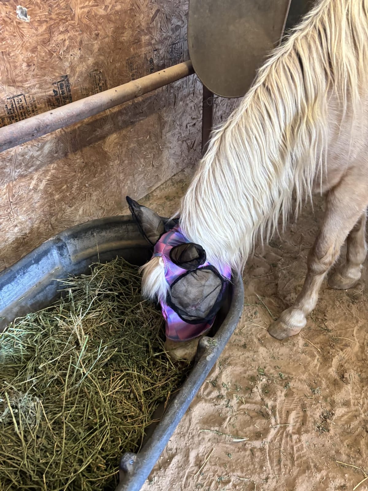 Professional's Choice Comfort Fit Fly Mask | Charcoal customer photo 1