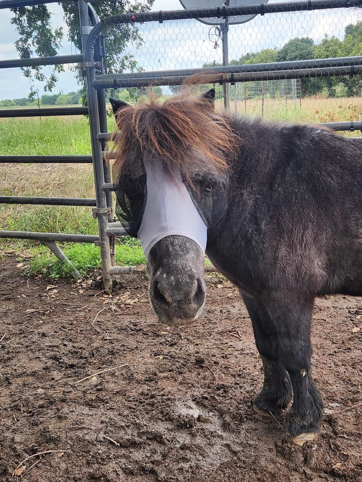 Professional's Choice Comfort Fit Fly Mask | Charcoal customer photo 2