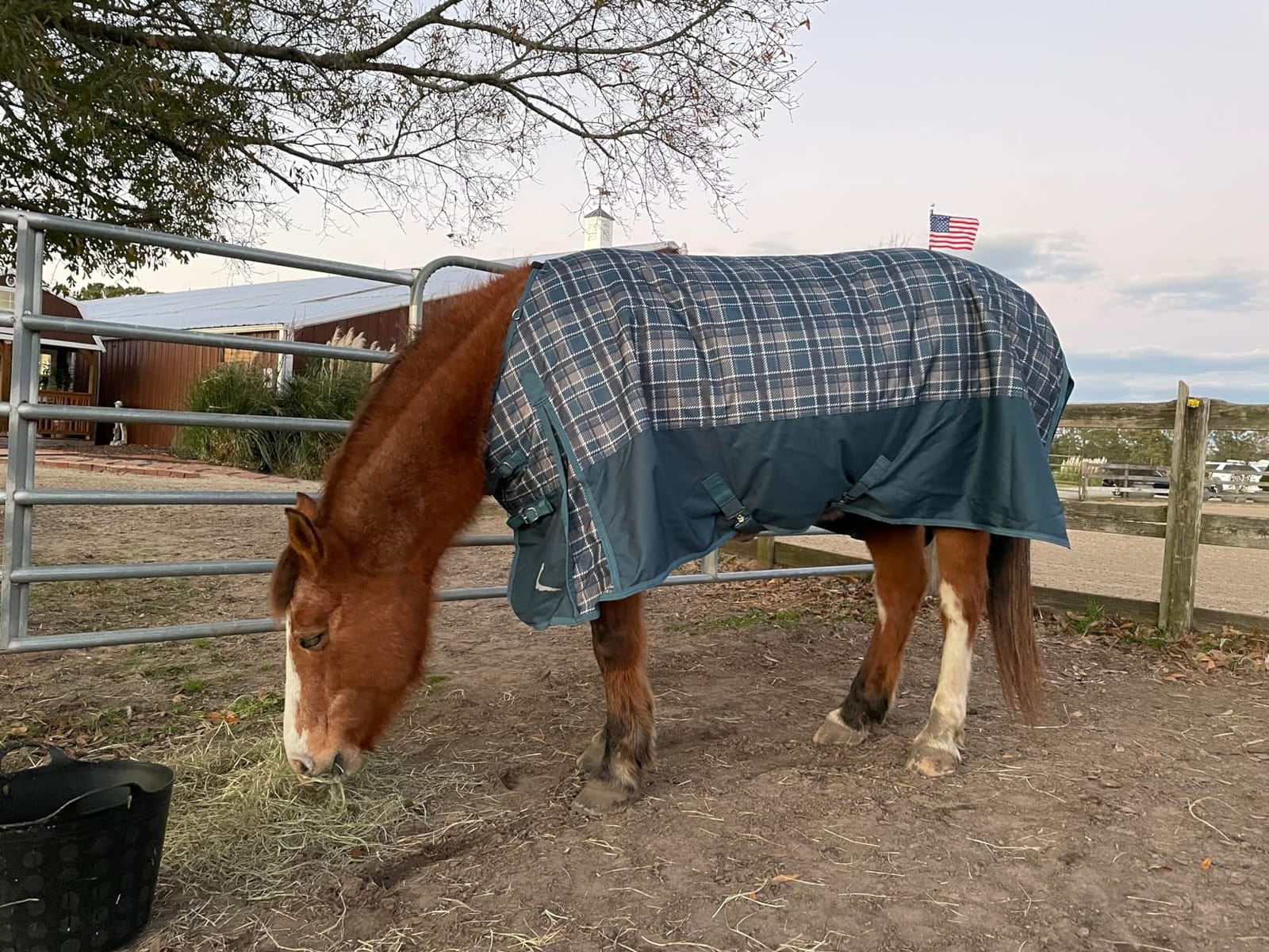 Horze Nevada Medium Weight 1200D Waterproof Horse Turnout Blanket (200g Fill) - Black - 75 in customer photo 1