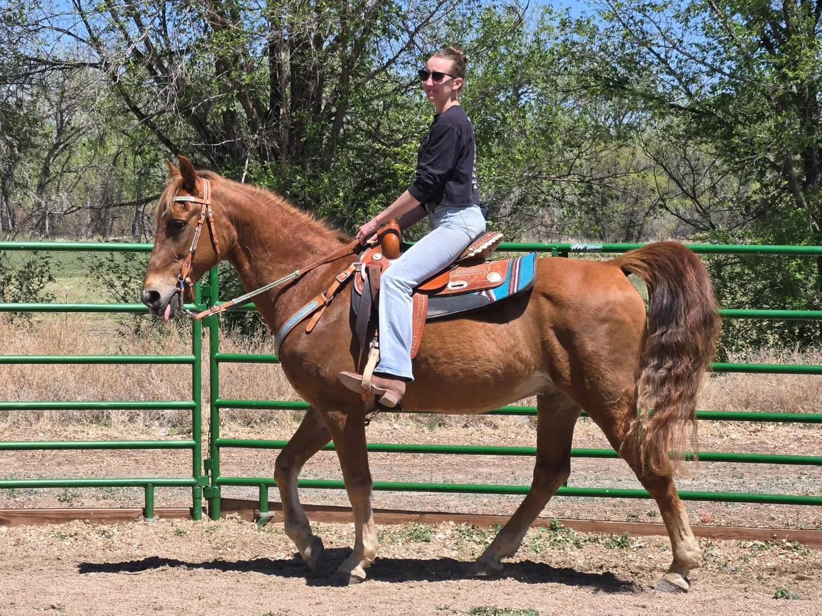 Weaver Equine 31