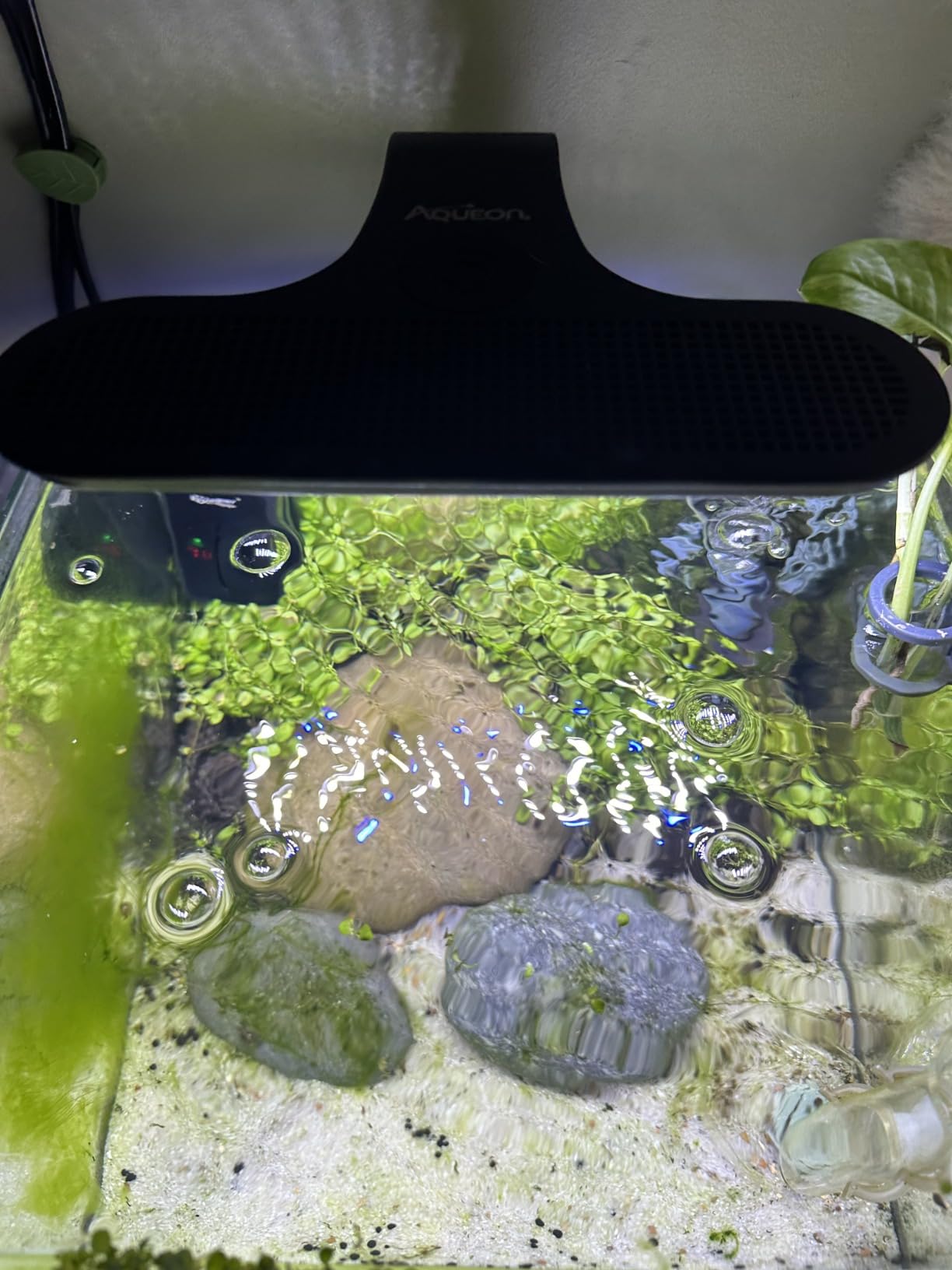 Aqueon Clip-On LED Fish Tank Light for Planted Aquariums, Up to 20 Gal customer photo 1
